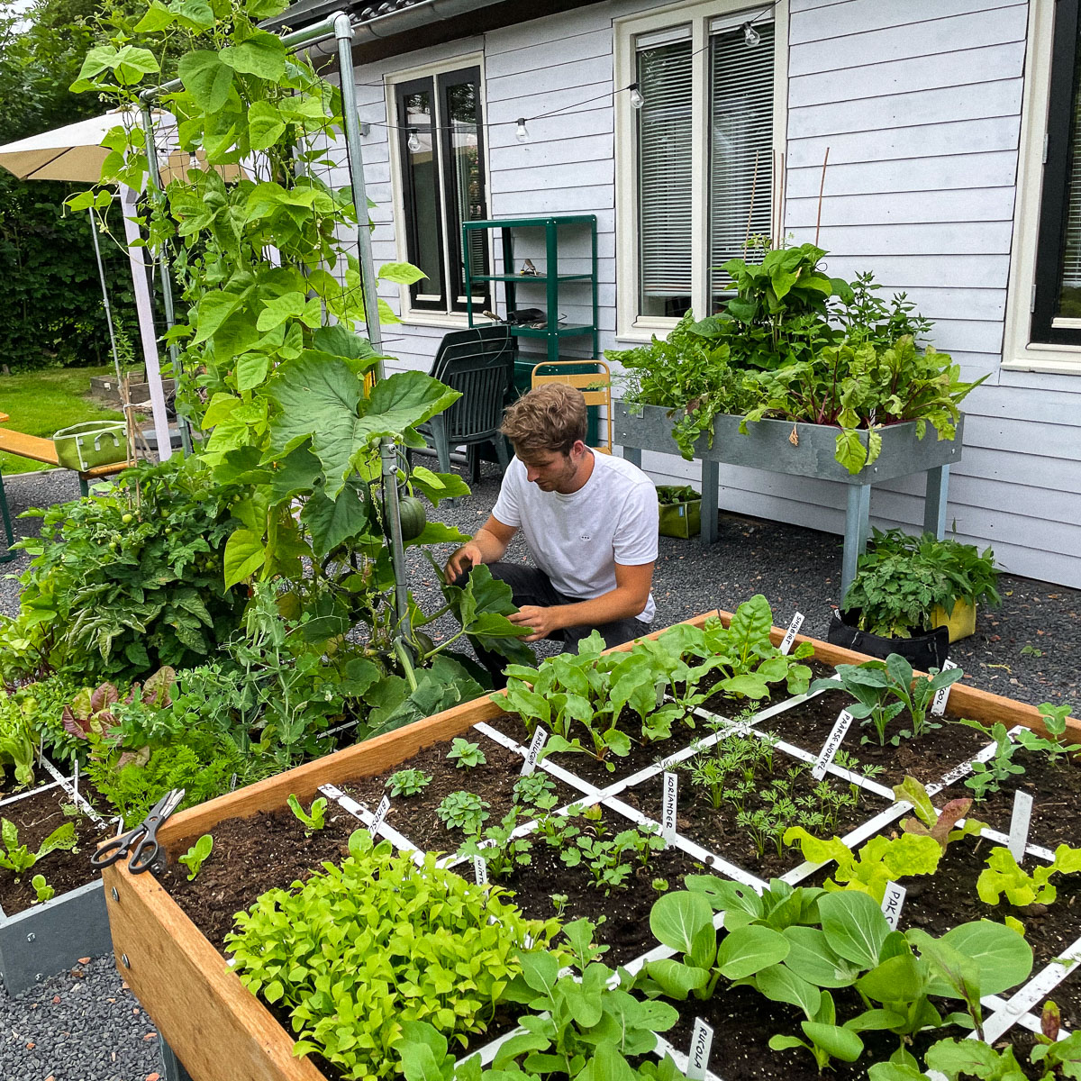 Jelle harvests from the four raised beds that are kept near the kitchen so he can keep them in view