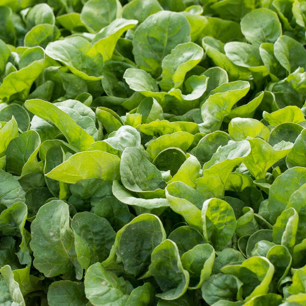 Rucola met rond blad in het testpakket van de Makkelijke Moestuin 2023