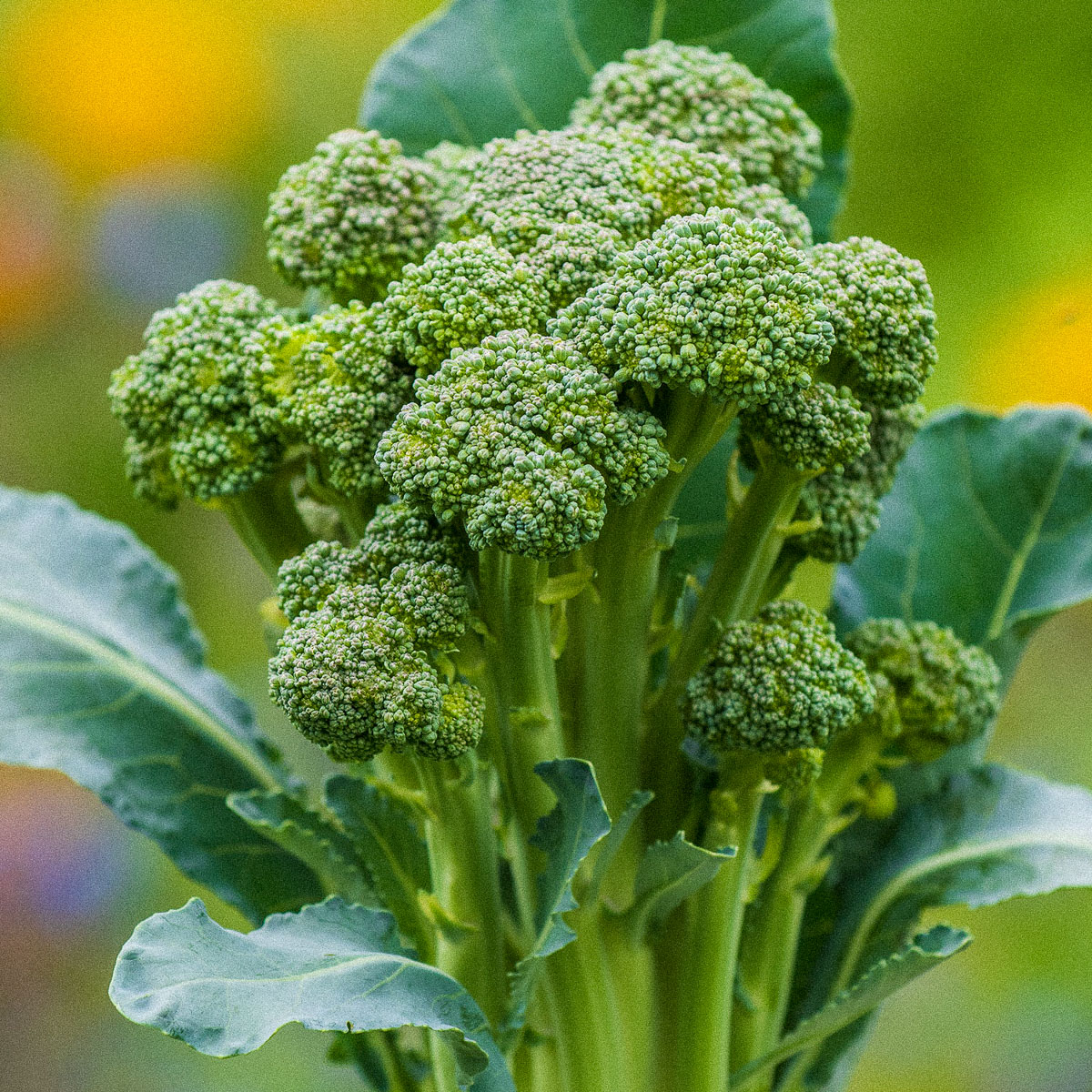 Stengelbroccoli Makkelijke Moestuin testzaden 2023