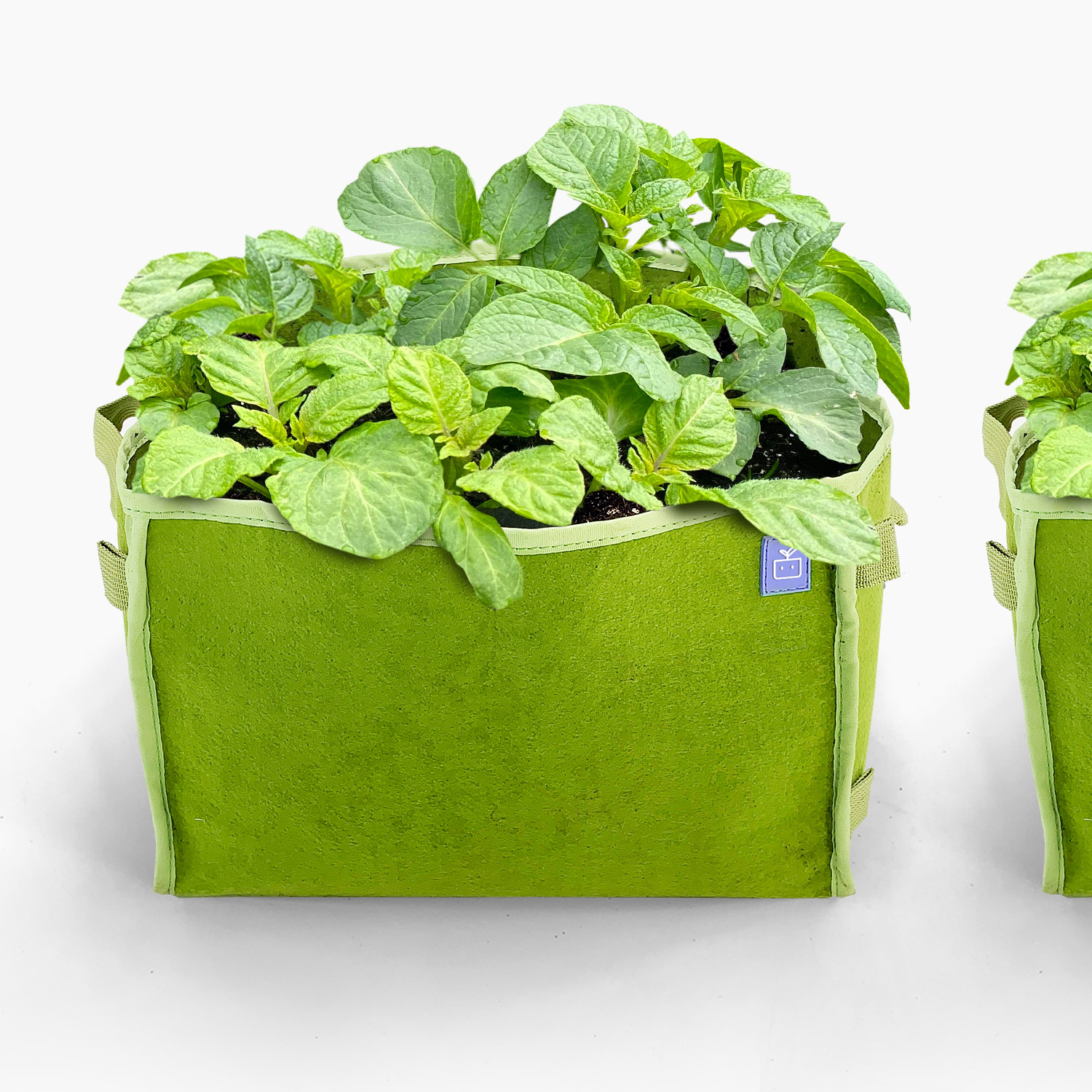 Potato package with 4 green MM-minis 