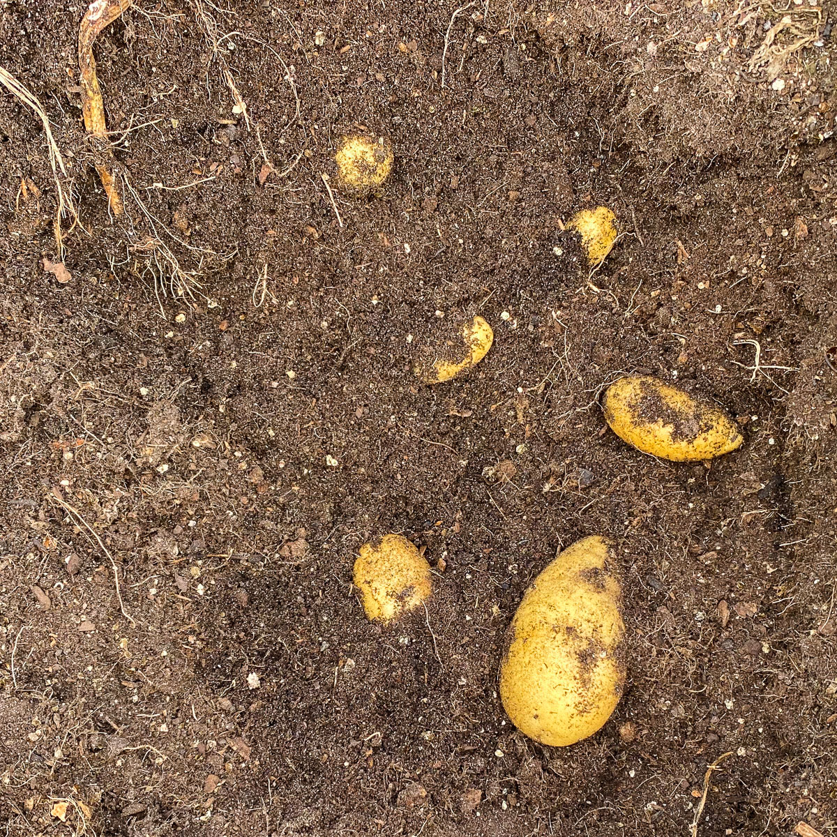 Potato package with 4 black MM-minis 