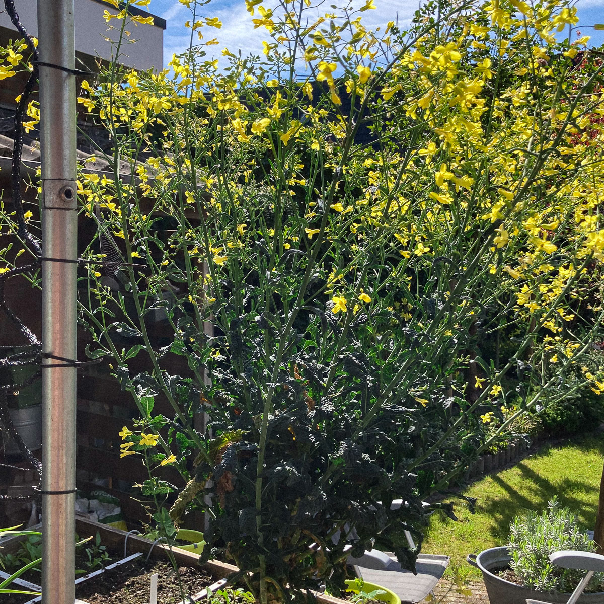 Bloeiende palmkool in april