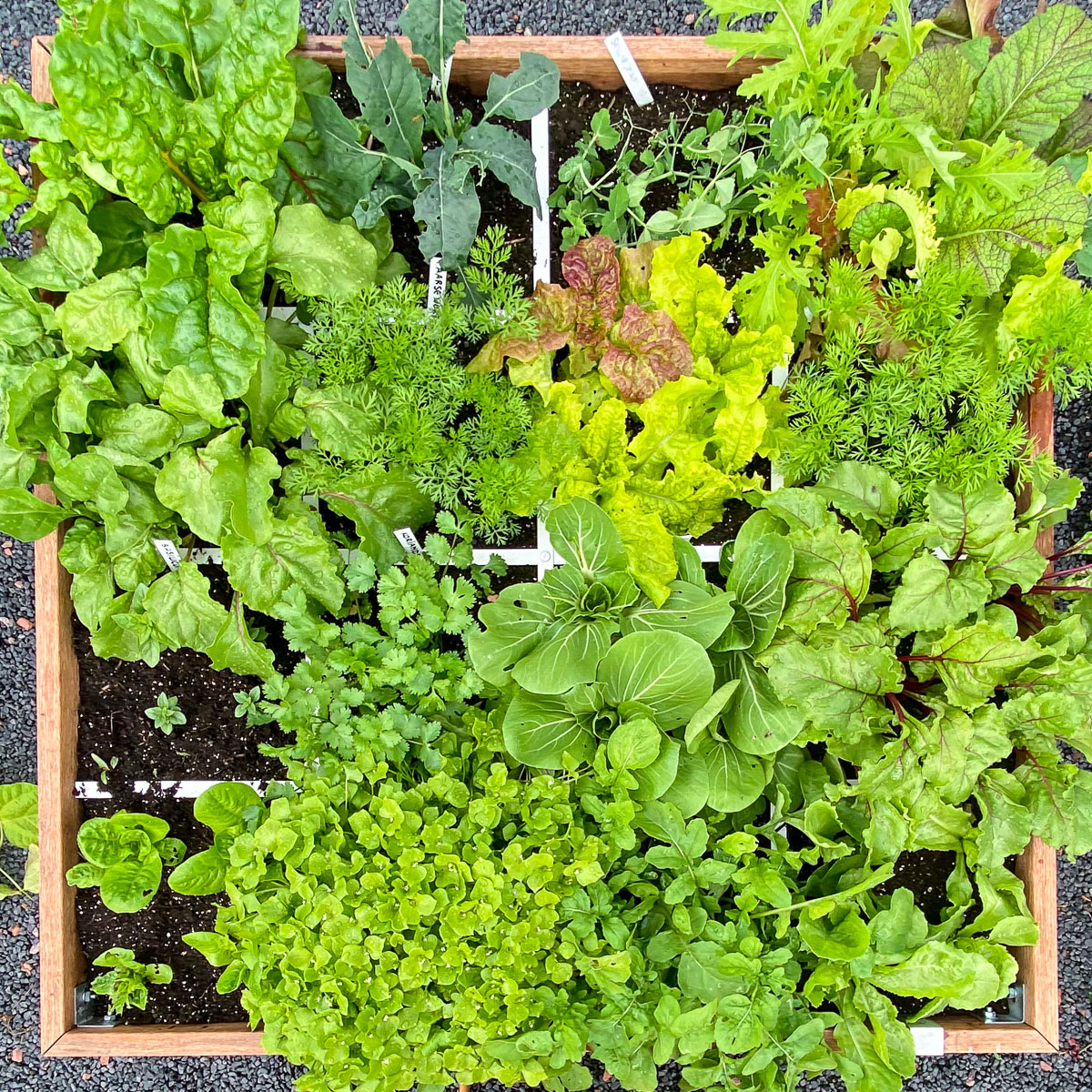 Moestuinbakken vol heerlijke groentes, daar draait het om in de Makkelijke Moestuin