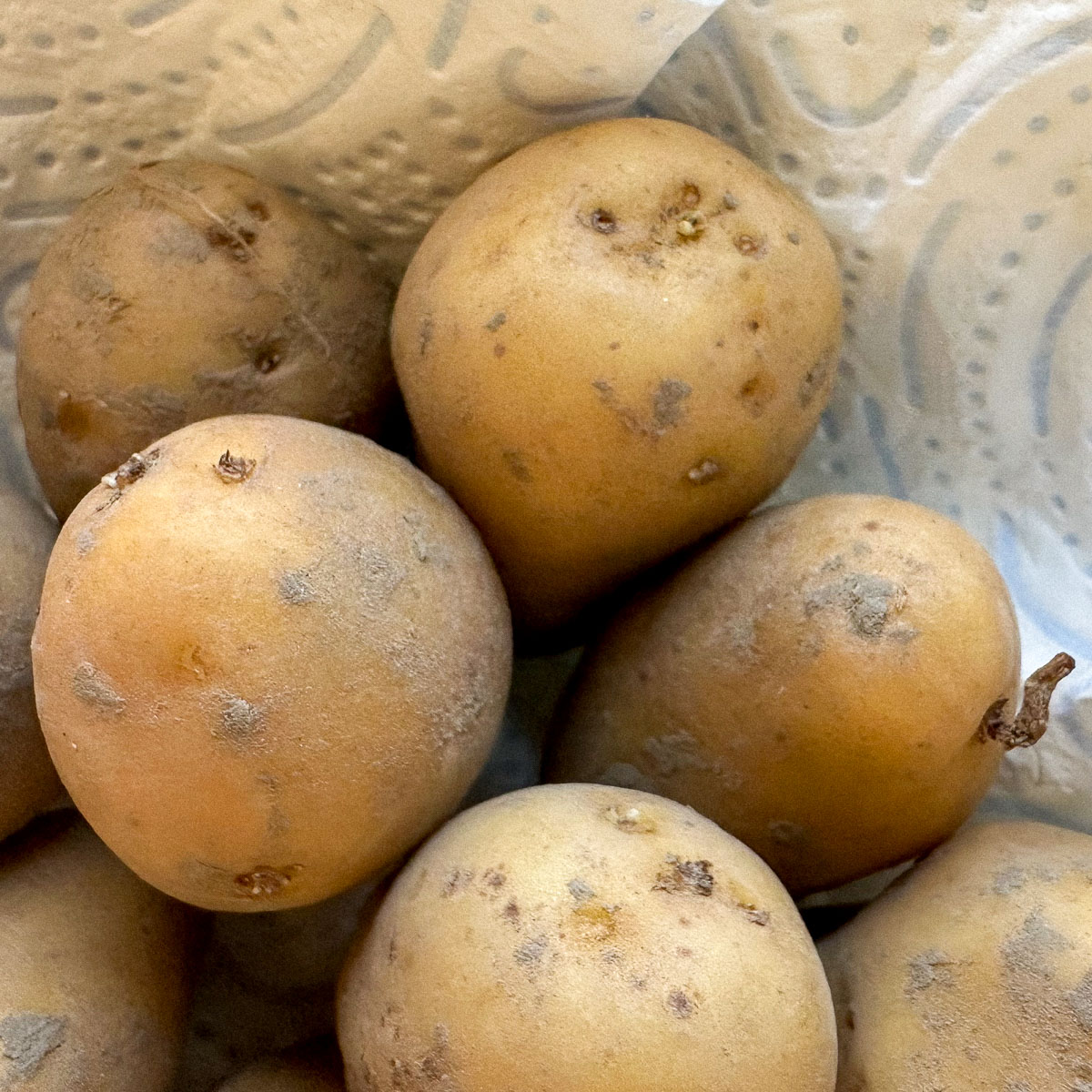 Kiem vroege aardappels in februari voor zodat je straks sneller oogst