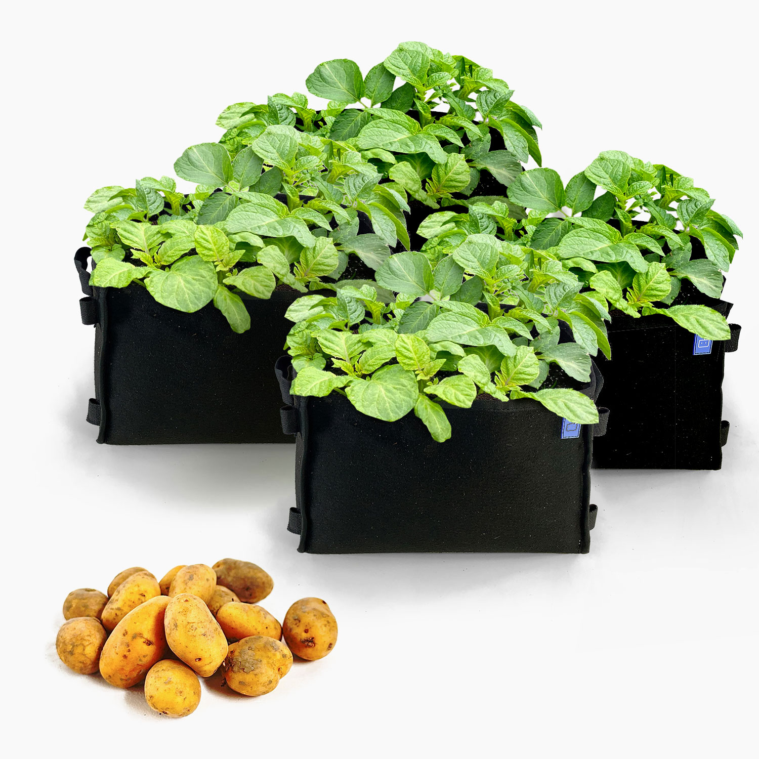Potato package with 4 black MM-minis 