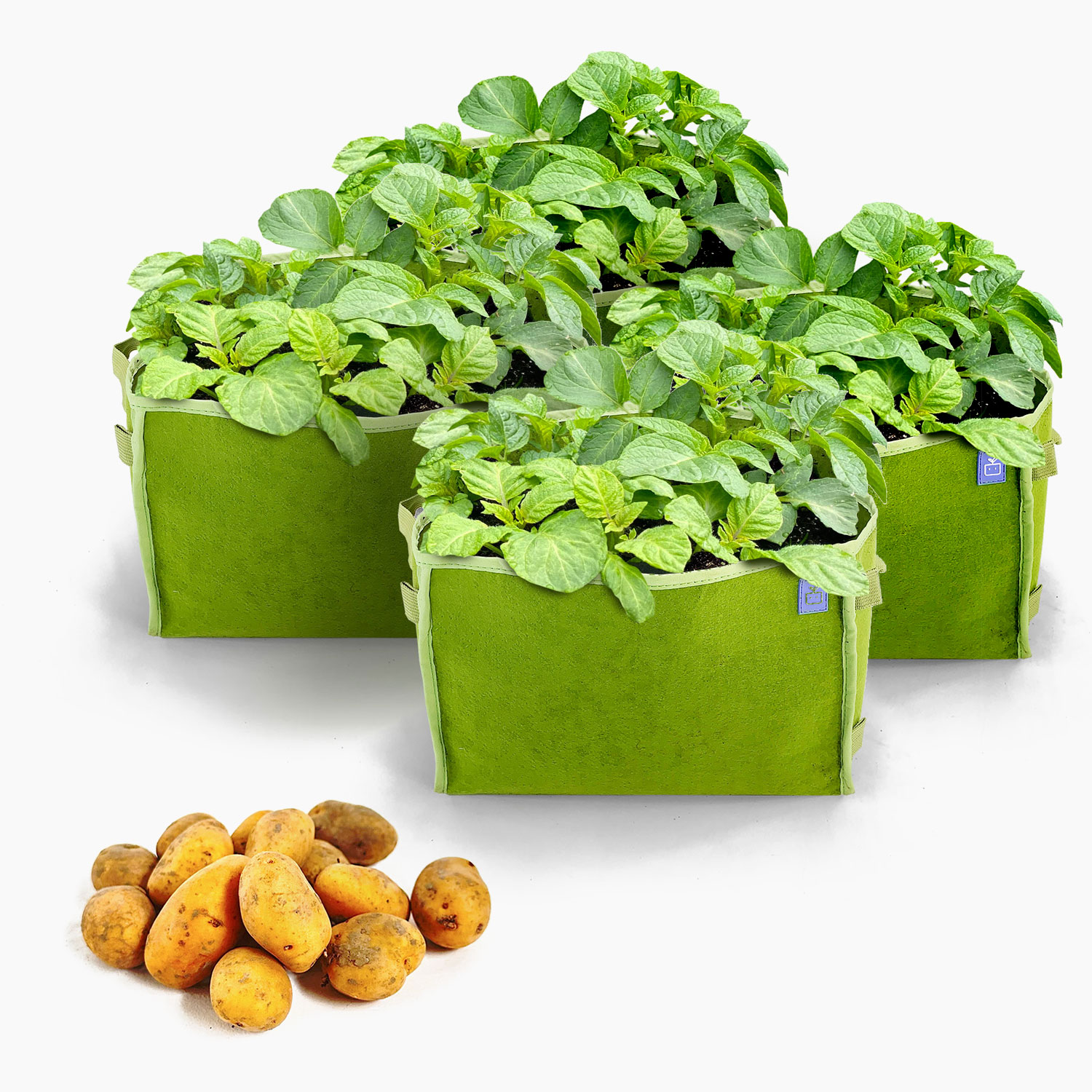Potato package with 4 green MM-minis 