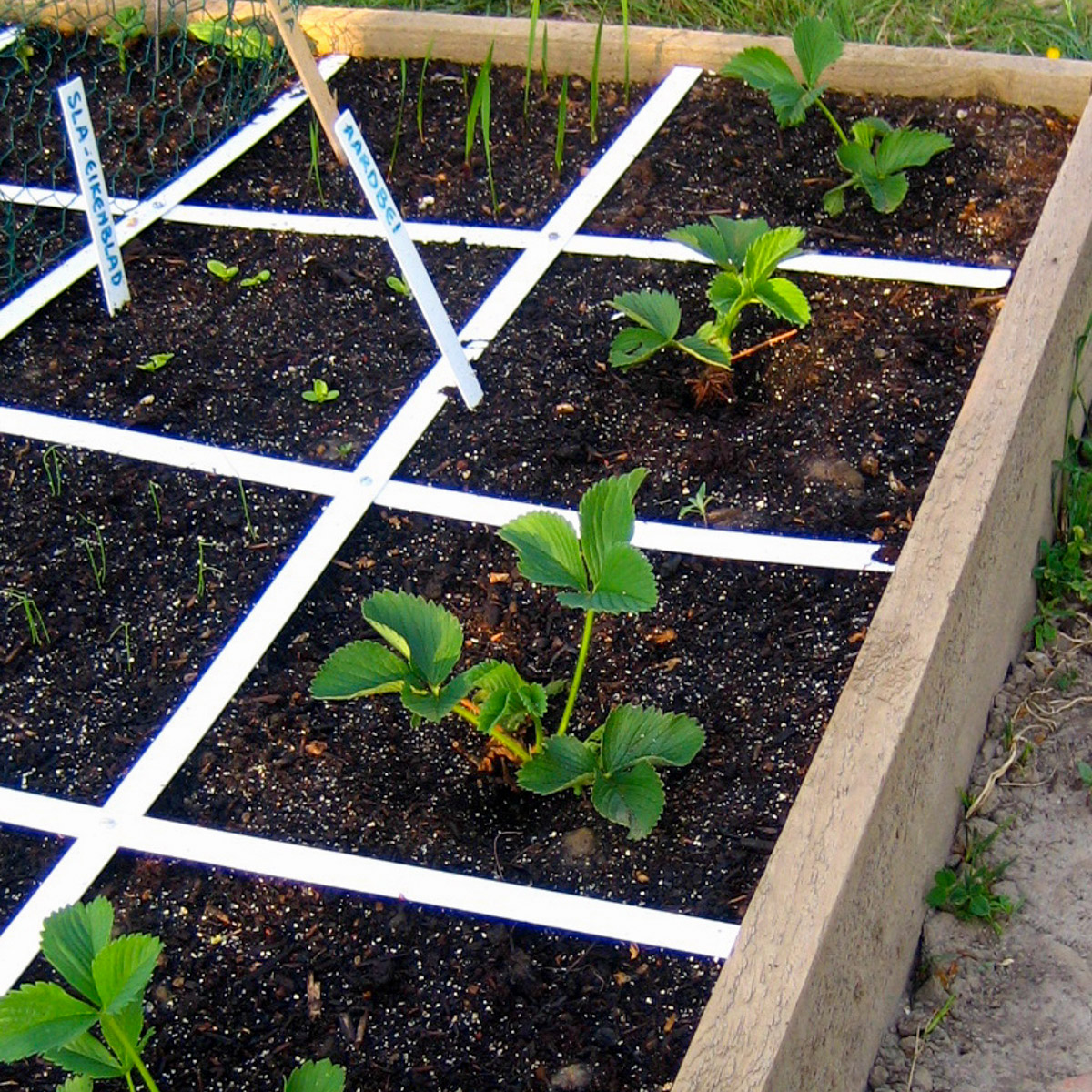 Aardbeienplantjes in voorste vakken