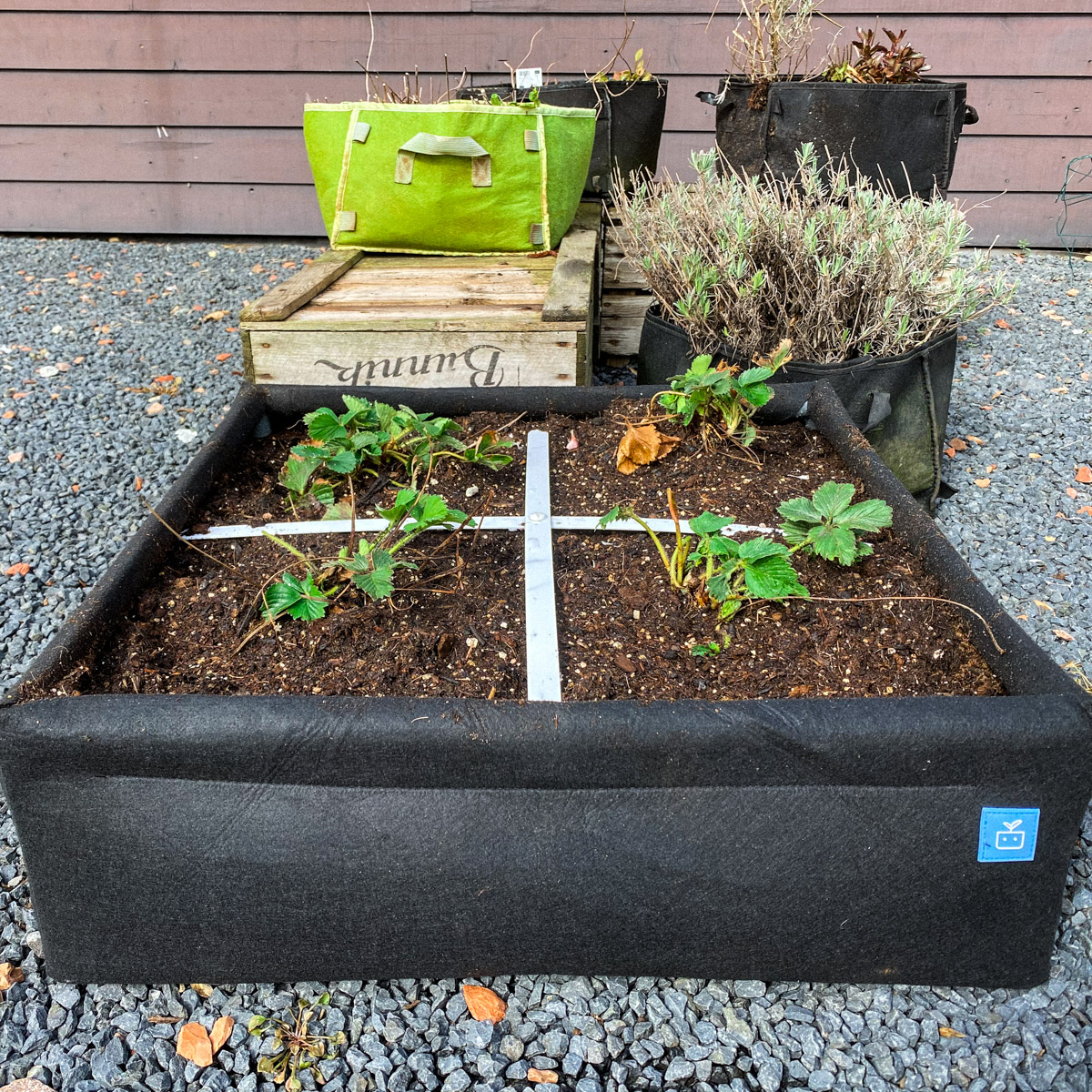 Aardbeien in een Makkelijke Moestuin Airbak