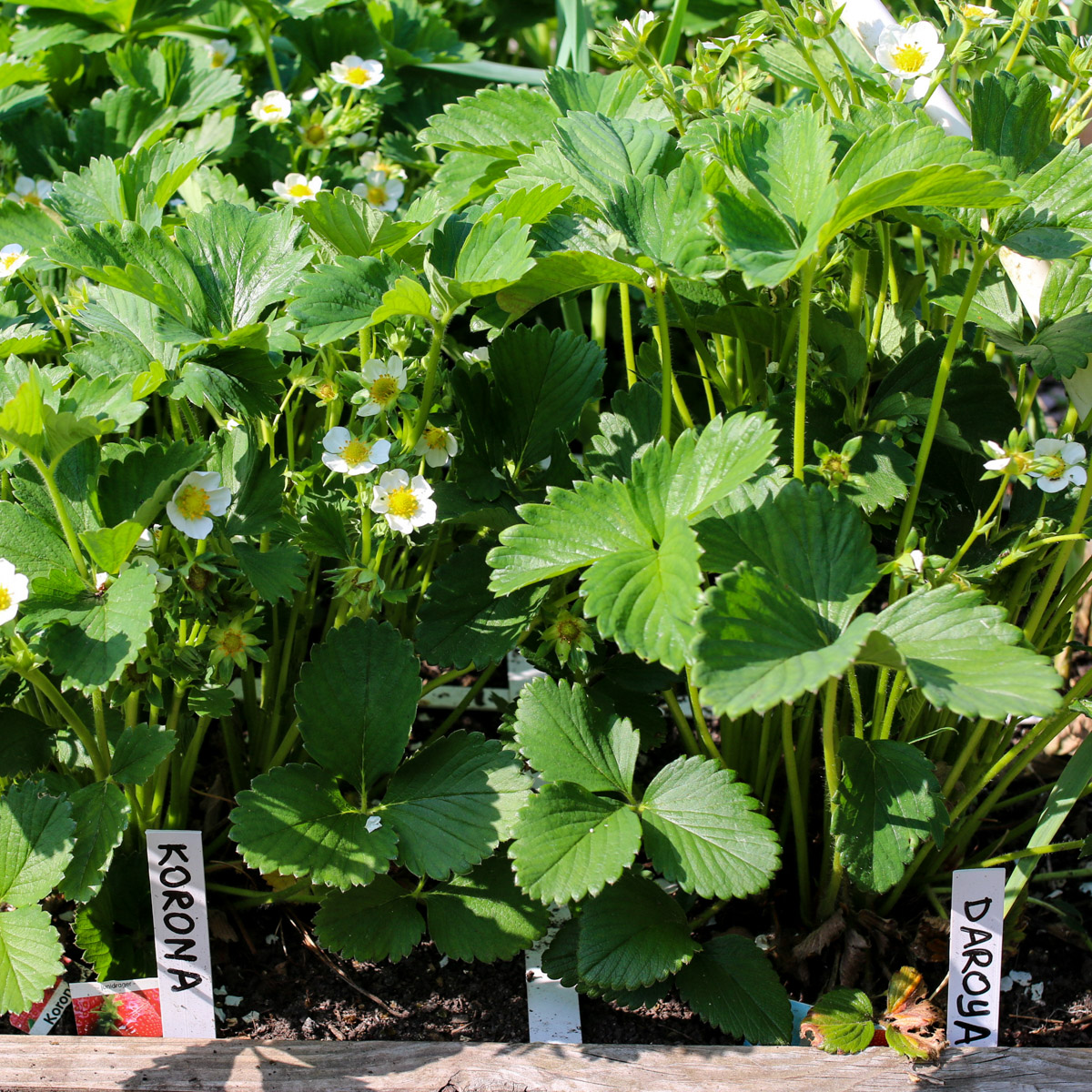 Bloeiende aardbeien planten