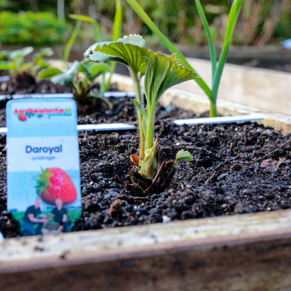 De Daroyal aardbei van Aardbeiplantje.nl