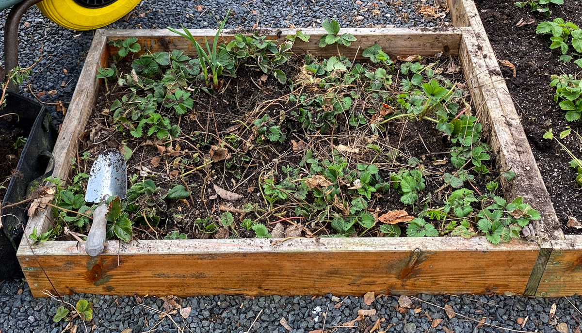 Aardbeien bak na de winter