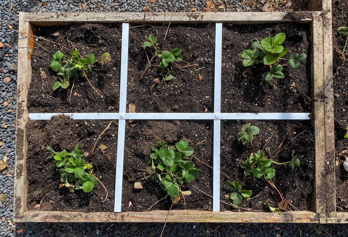 Opgeschoonde aardbeienbak Makkelijke Moestuin