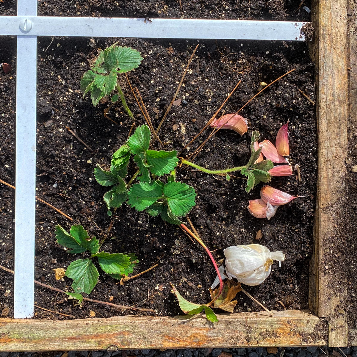 Knoflook en aardbeien zijn prima buren in de moestuin