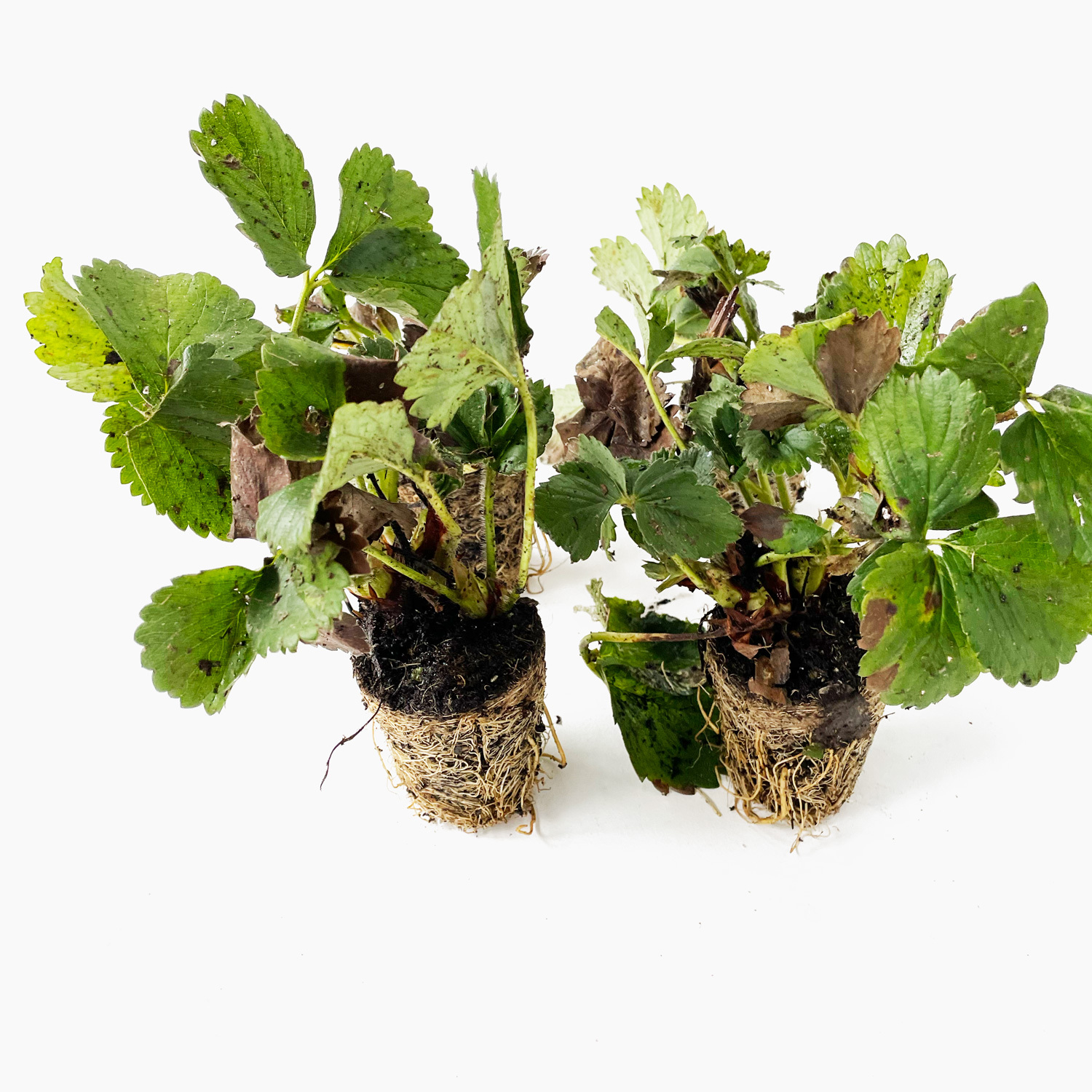 De Favori aardbeienplantjes die wij in het voorjaar verkopen