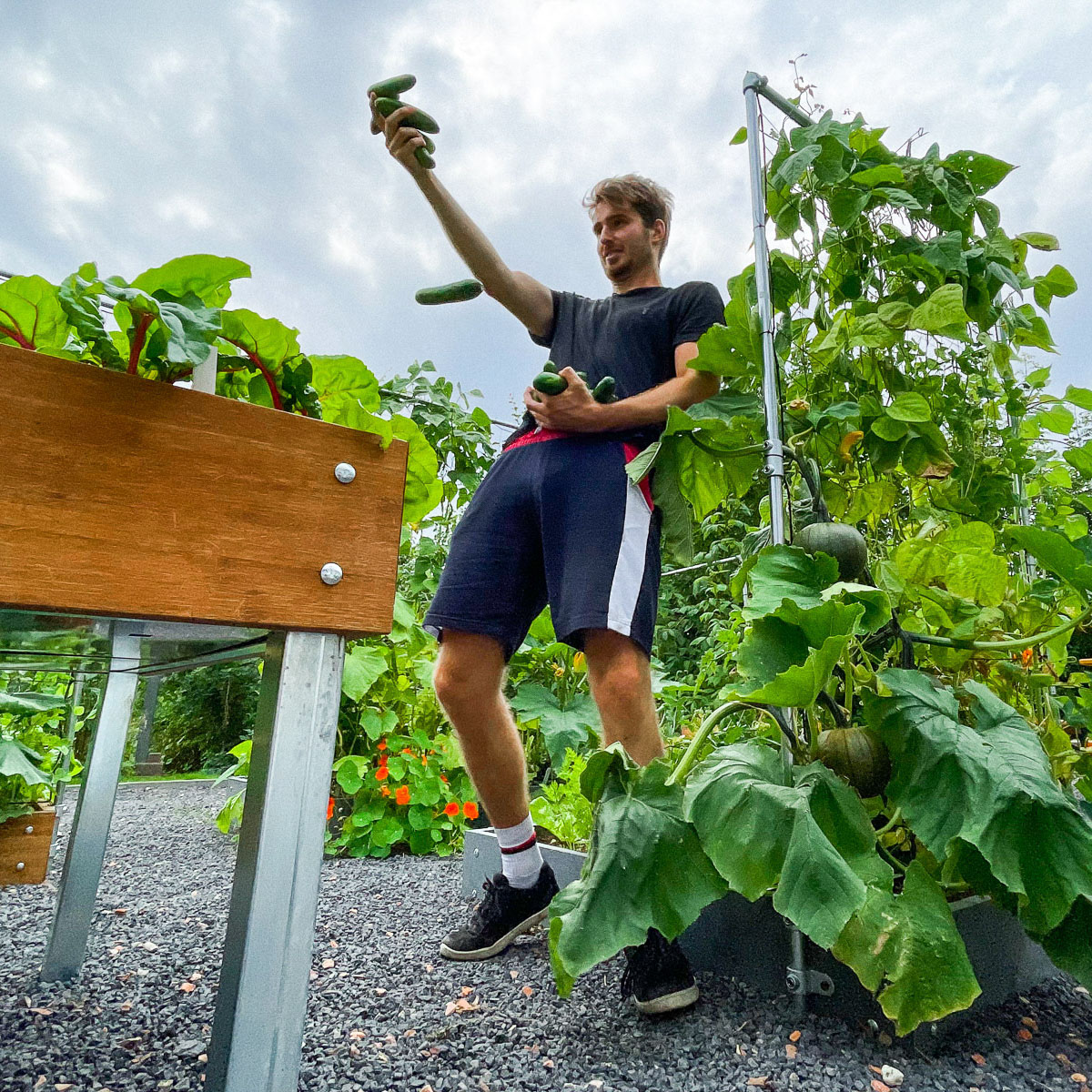 Overvloedige oogst aan komkommers in de Makkelijke Moestuin