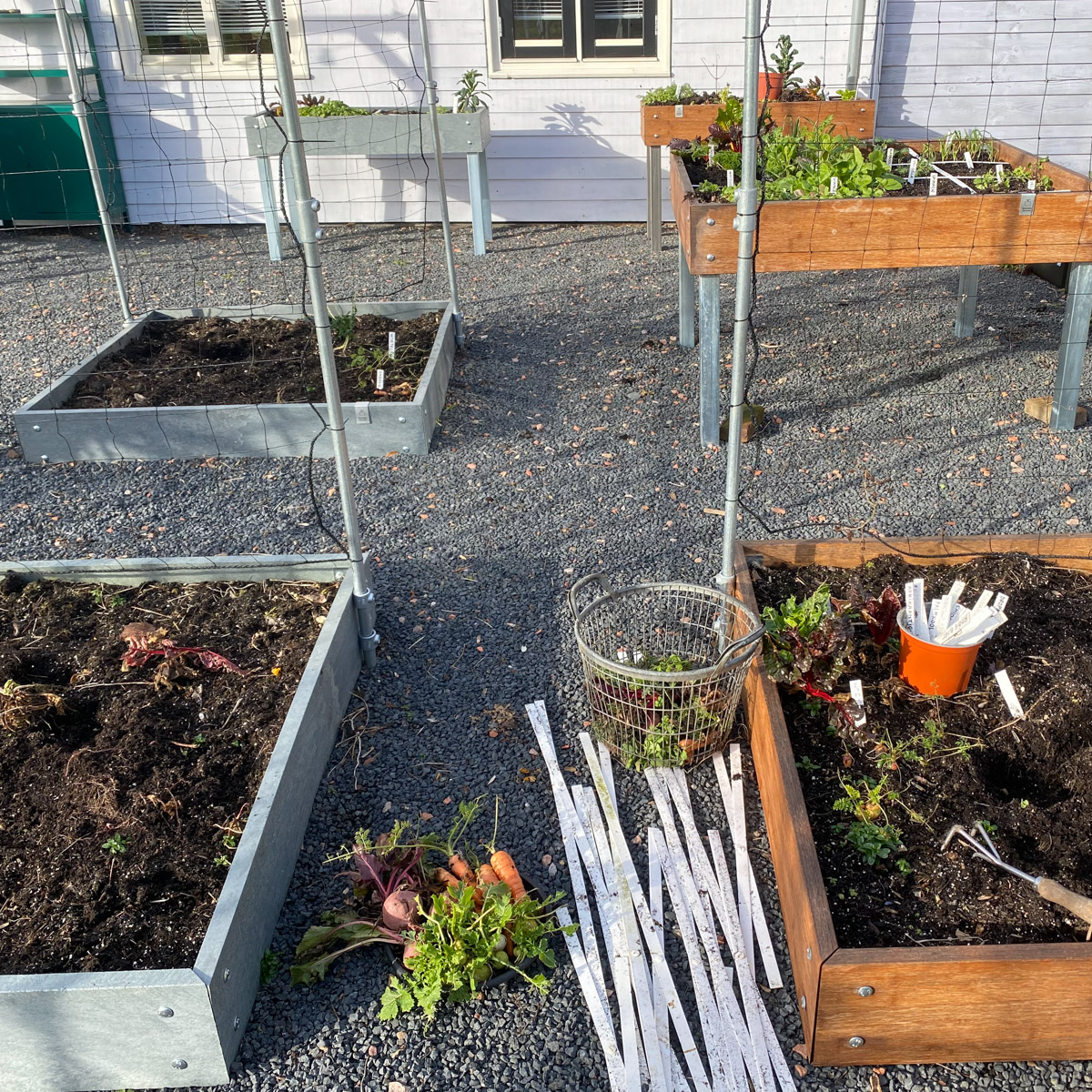 Oogst wat je nog kunt oogsten en breng oude planten en grote wortels naar de compost.