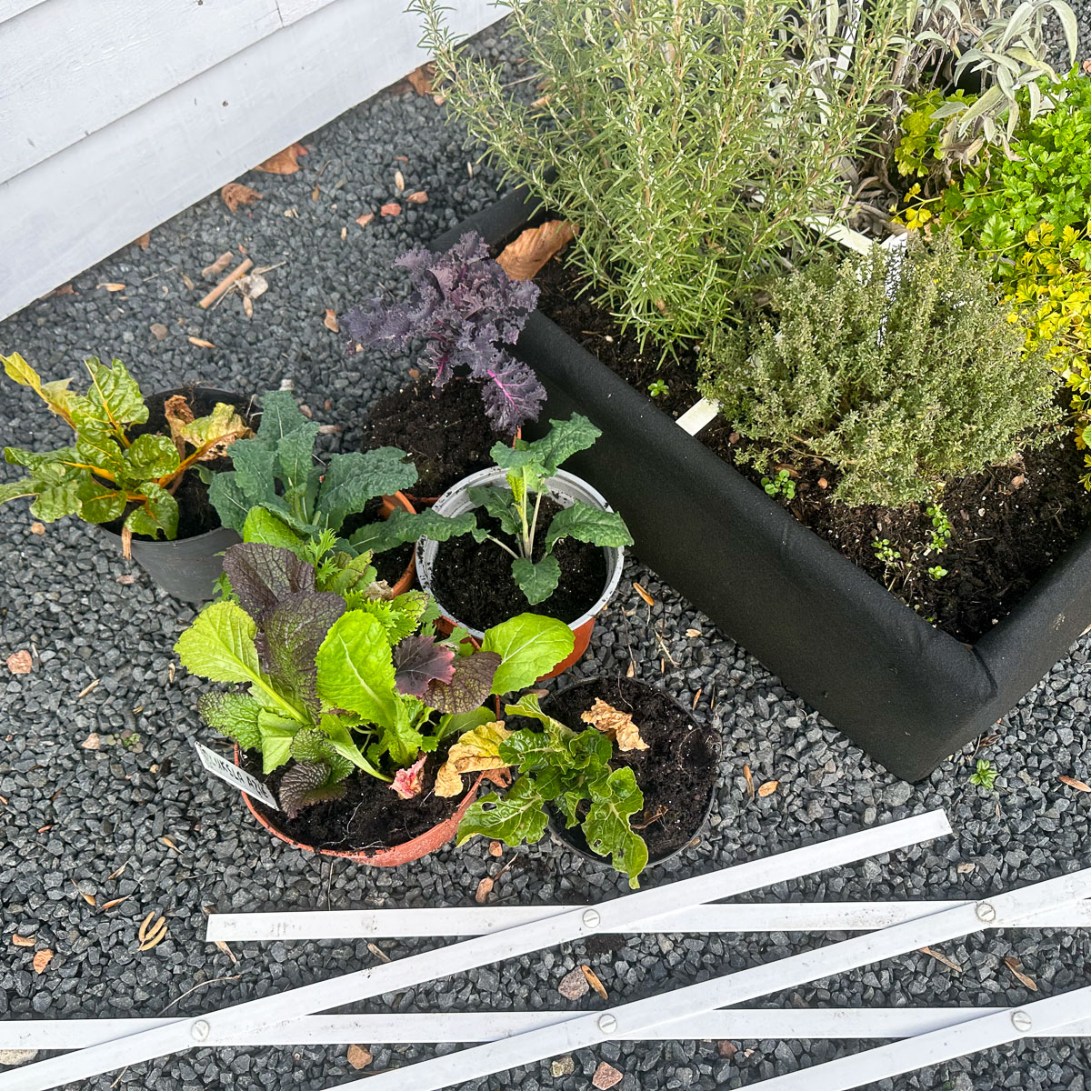 Moestuinplanten die je wilt bewaren zet je bij het opschonen van de moestuinbakken even opzij