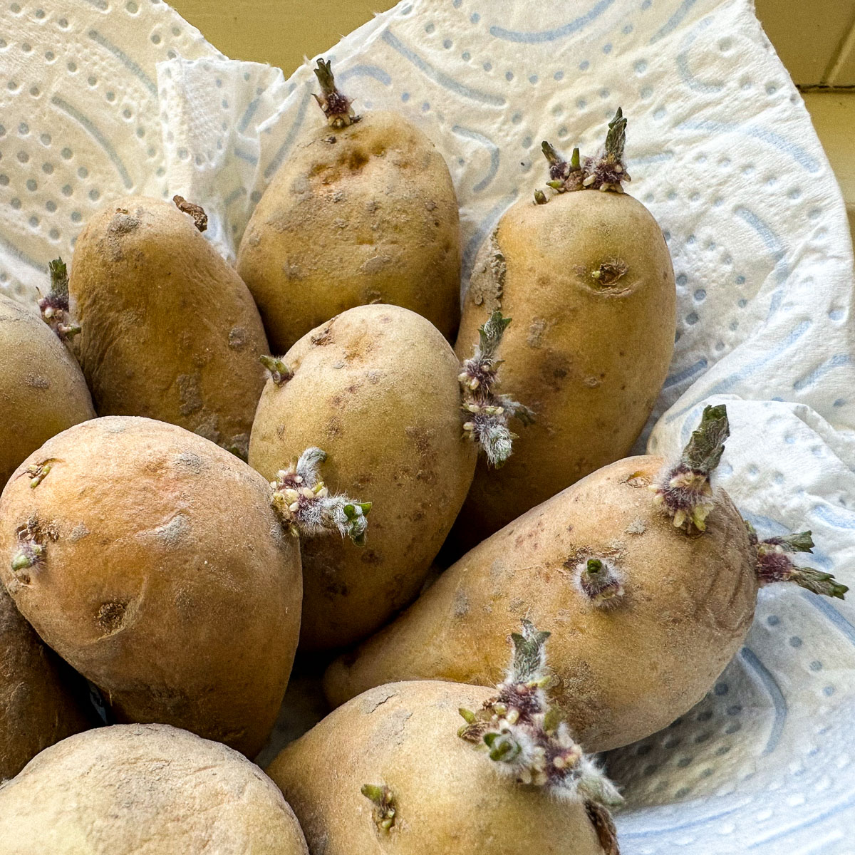 Kiemende vroege aardappels op de vensterbank