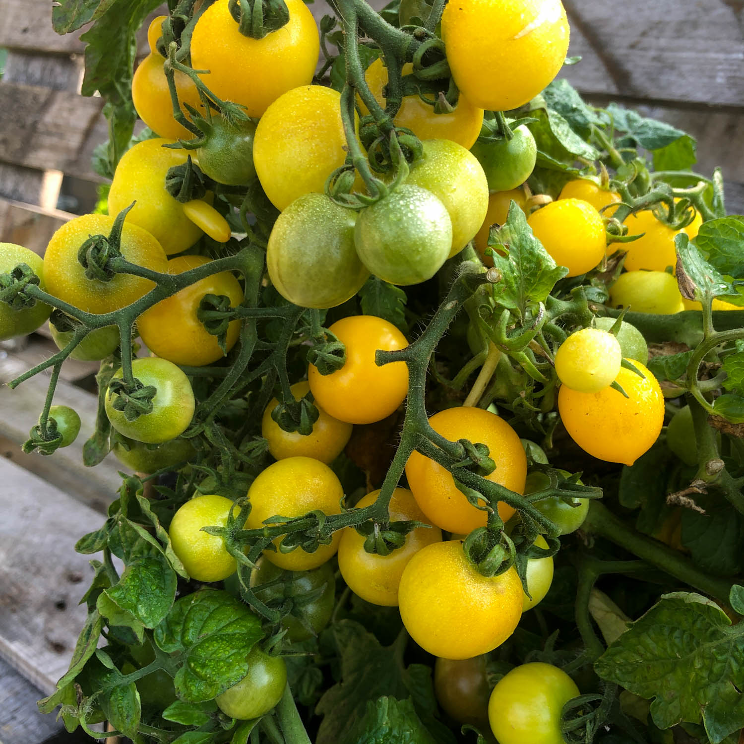 Gele struiktomaat van de Makkelijke Moestuin