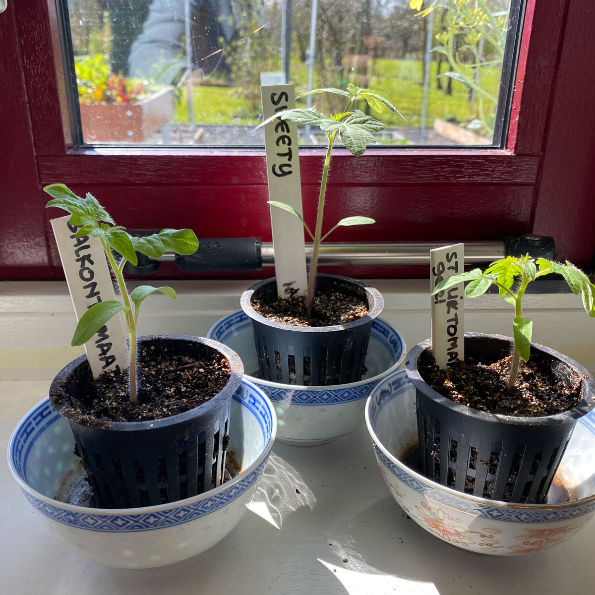 Young tomato plants growing on a bright windowsill