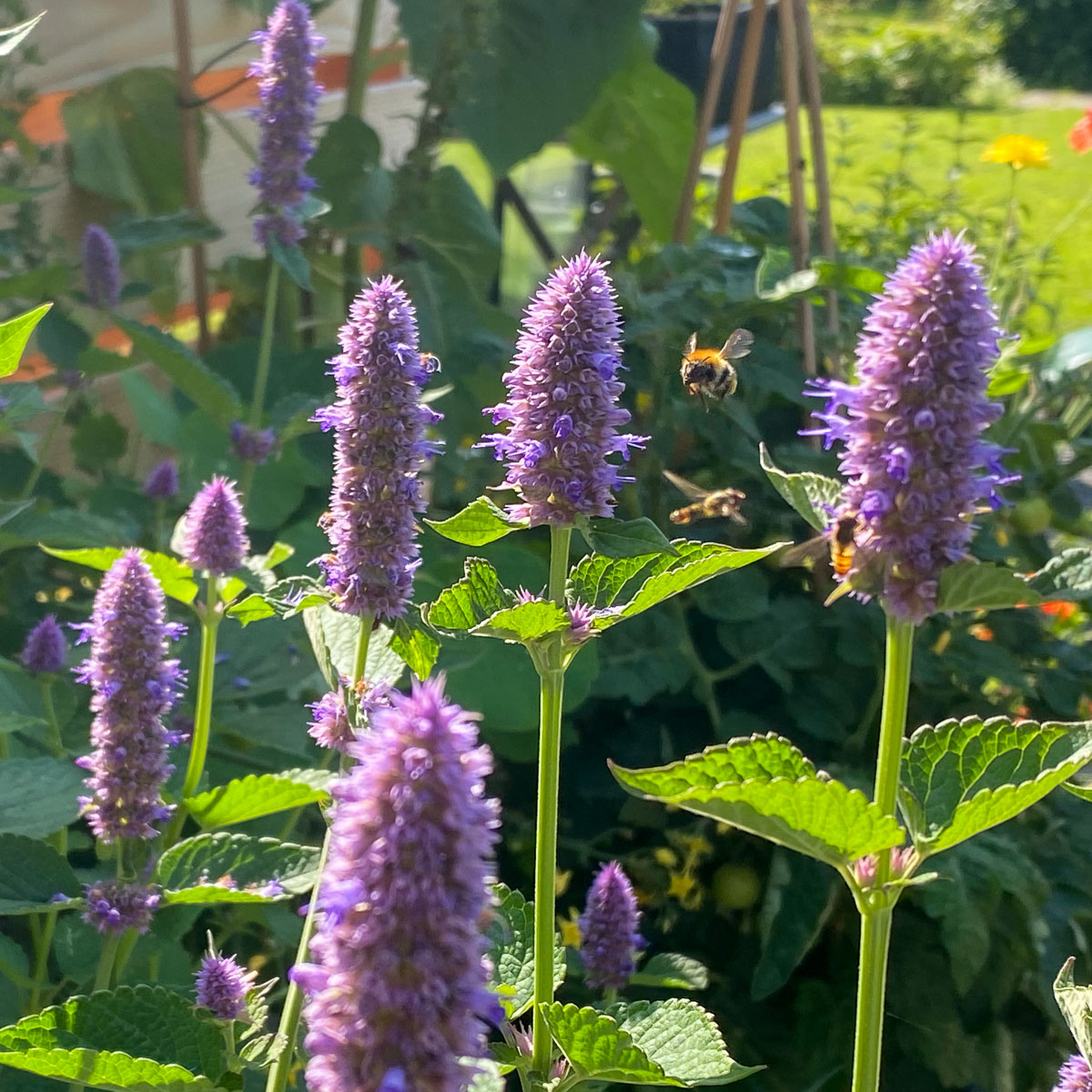 Met een Makkelijke Moestuin geef je bijen een thuis