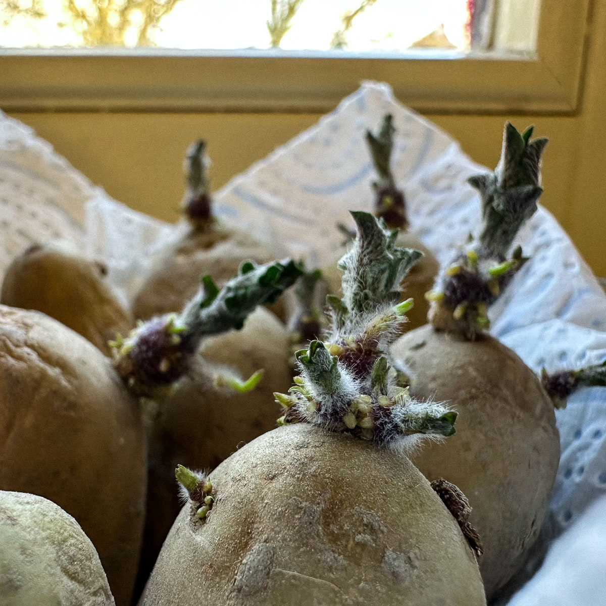 Voor-gekiemde aardappels: klaar om te poten
