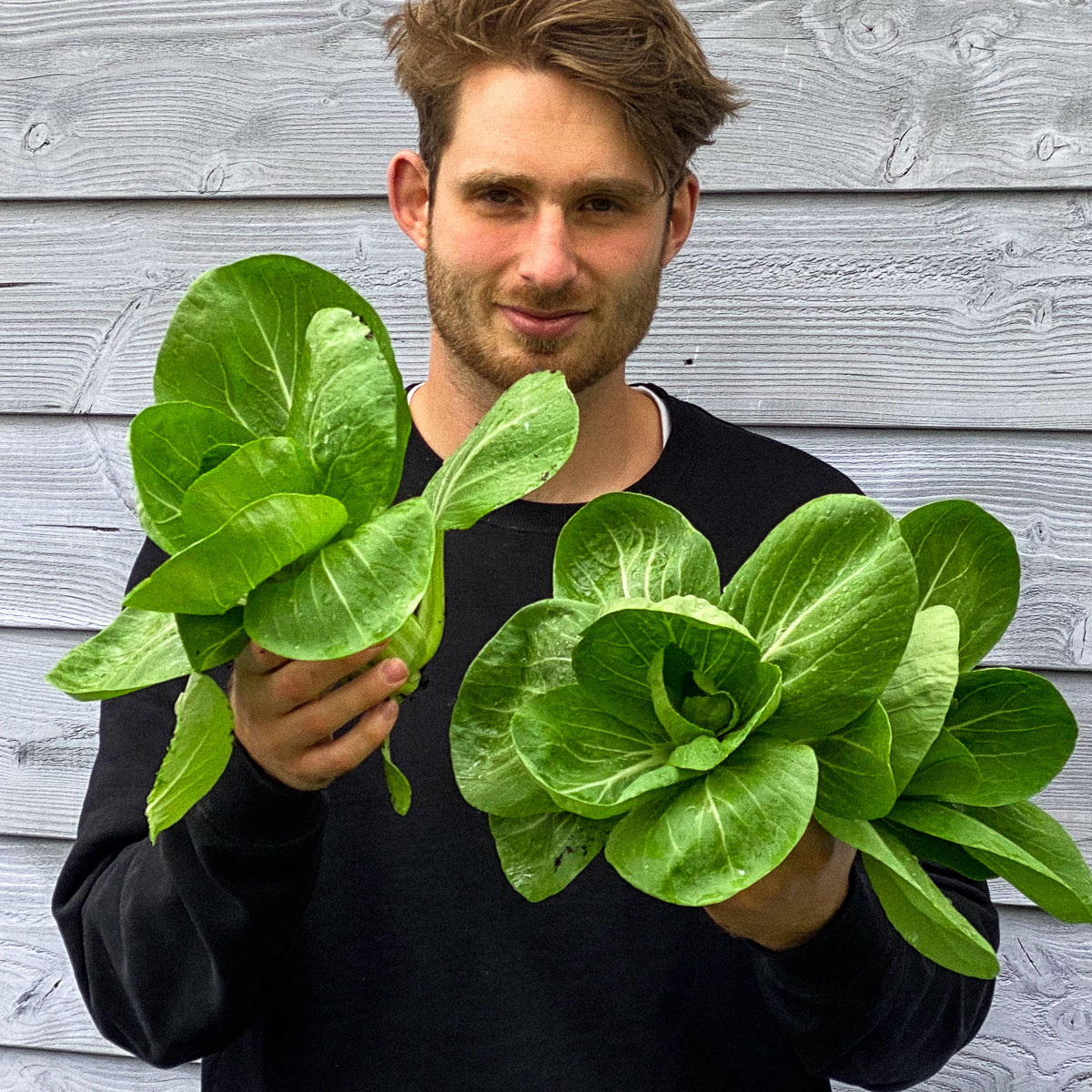 De paksoi van de Makkelijke Moestuin zaai je vanaf half maart en oogsten je al in mei