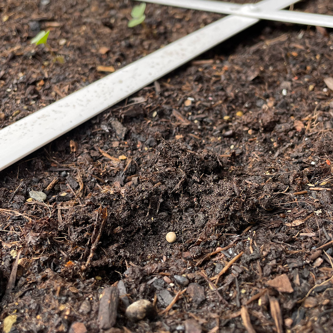 Pre-treated - or 'primed' seeds - germinate faster
