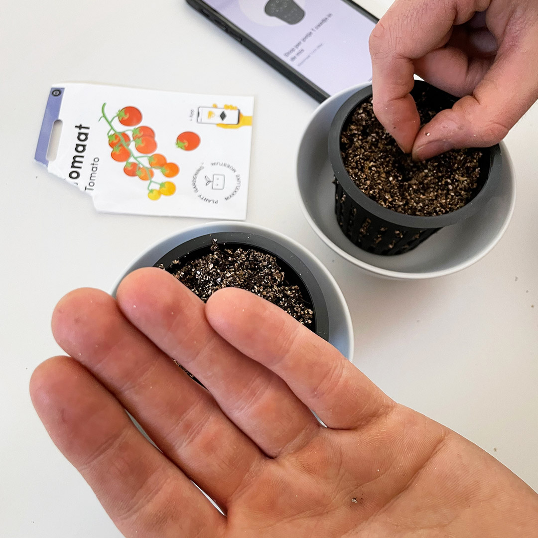 Voorzaaien van tomaten op een mengsel van mix en vermiculiet