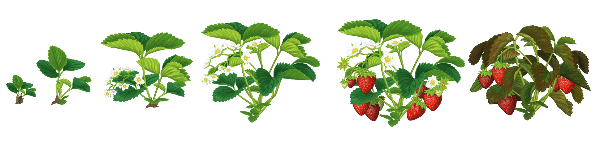 Aardbeien in de Makkelijke Moestuin app