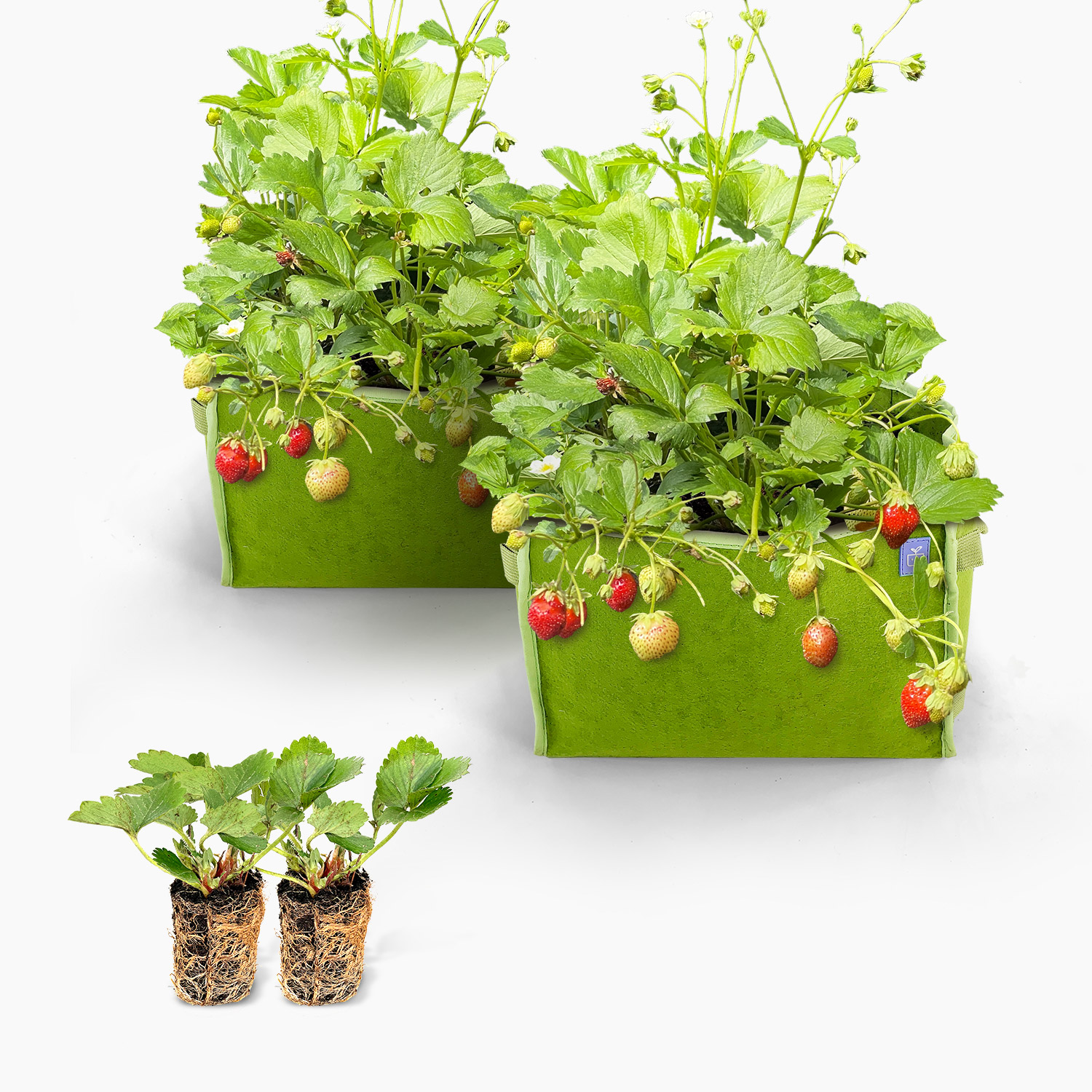 Aardbeienpakket met 2x MM-mini groen