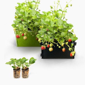 Aardbeienpakket met groene en zwarte MM-mini