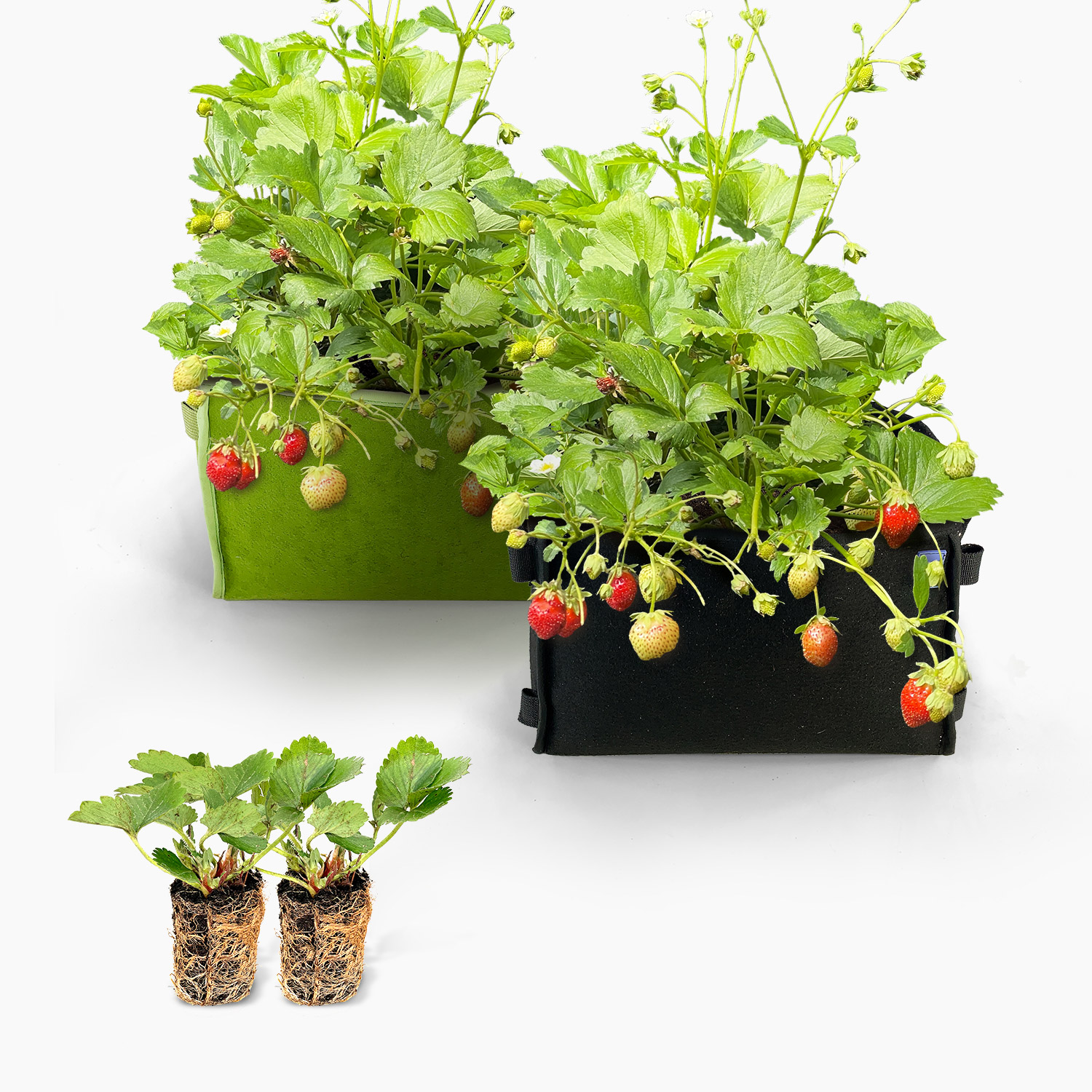 Aardbeienpakket met groene en zwarte MM-mini