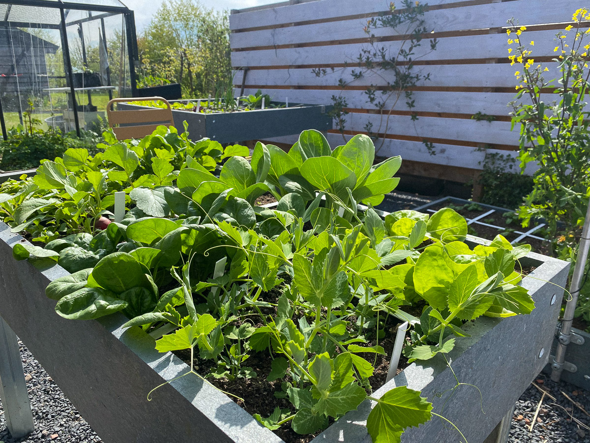Makkelijke Moestuin garden box beginning of May - sown on April 1st