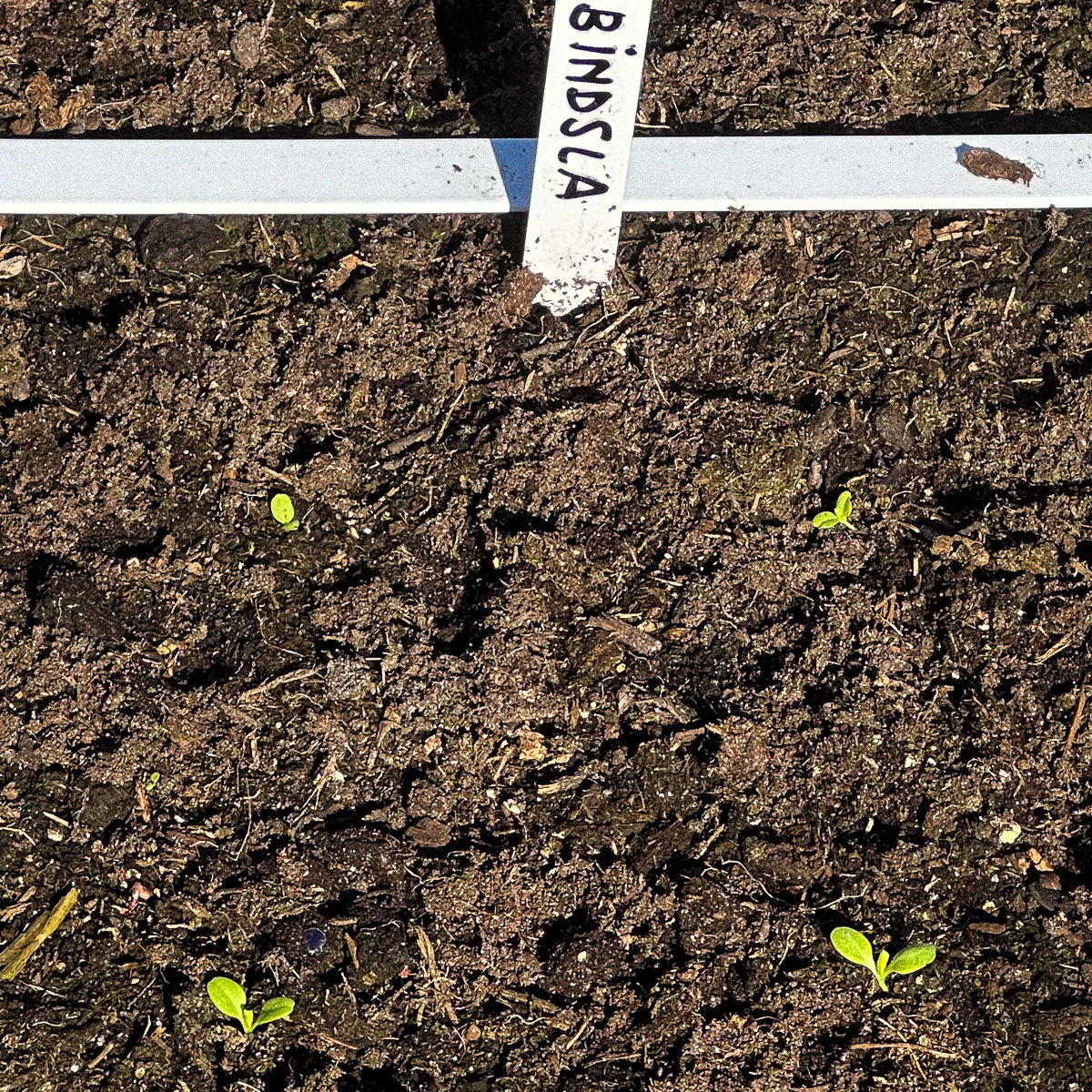 2 april: piepkleine bindsla plantjes in kletsnatte Makkelijke Moestuinmix
