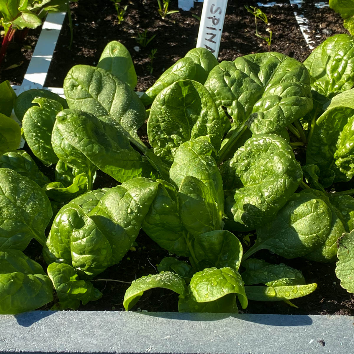 Spinazie: pluk het blad en laat de kern van de planten staan, om meerdere keren te oogsten.