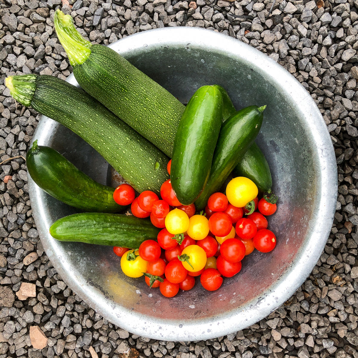 Begin augustus: tomaatjes, komkommers en courgettes oogsten