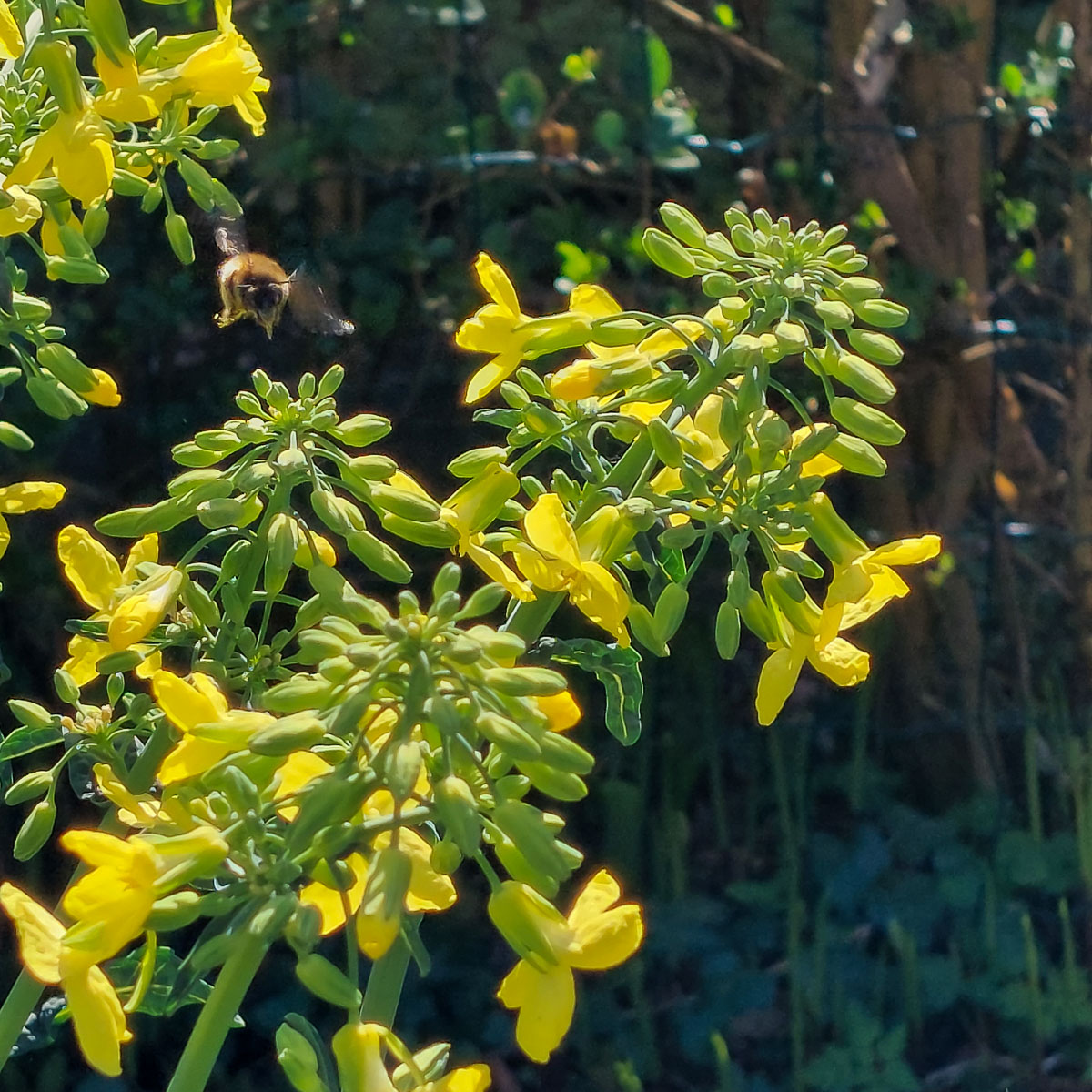 Flowering palm cabbage: early spring food for honeybees