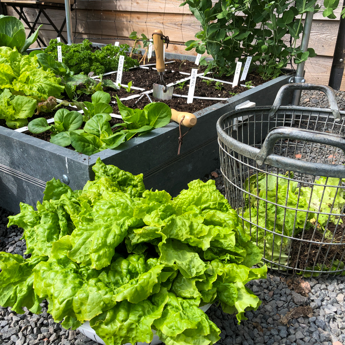 Harvesting a lot of fresh vegetables: that's what it's all about