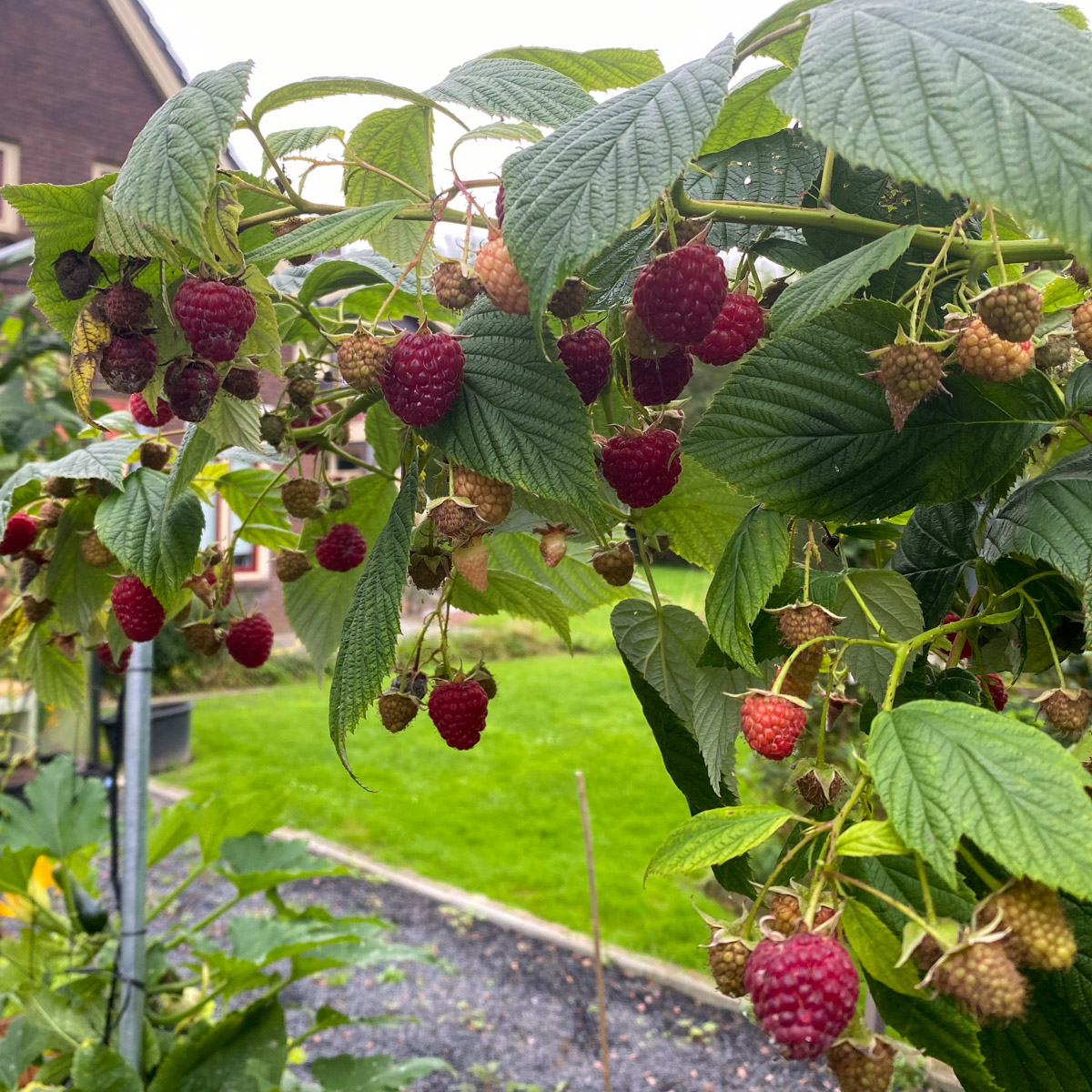 Frambozen doen het in een Makkelijke Moestuinbak heel goed