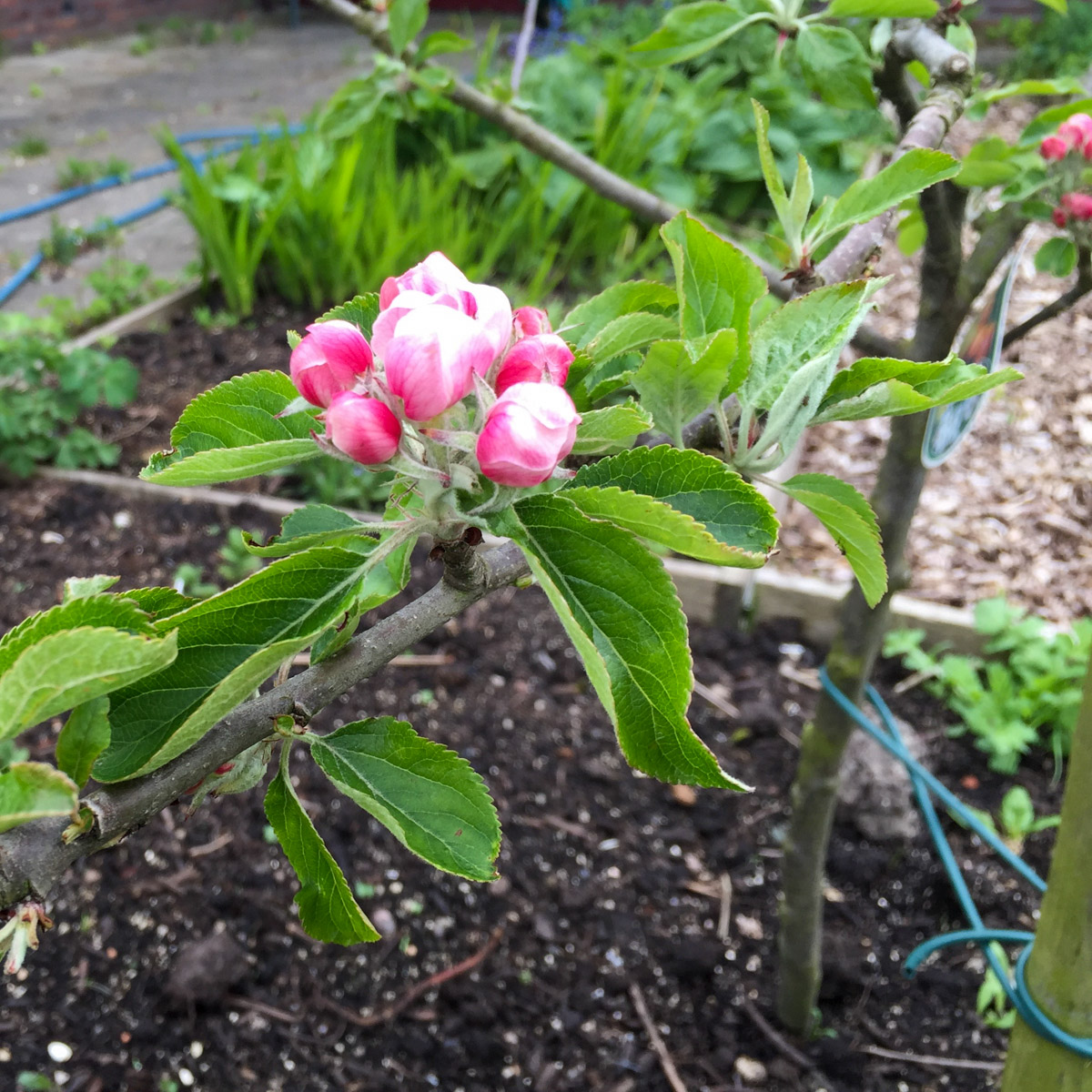 Appelboompje in een Makkelijke Moestuinbak