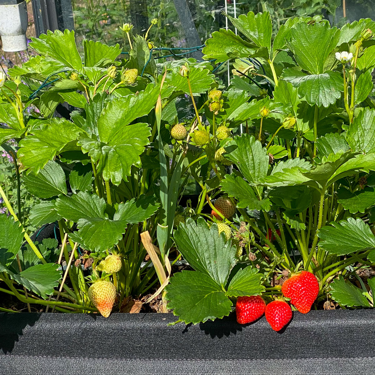 Aardbeien in een Makkelijke Moestuin-airbak