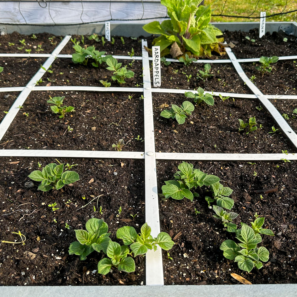 De vroege aardappels komen al prima op