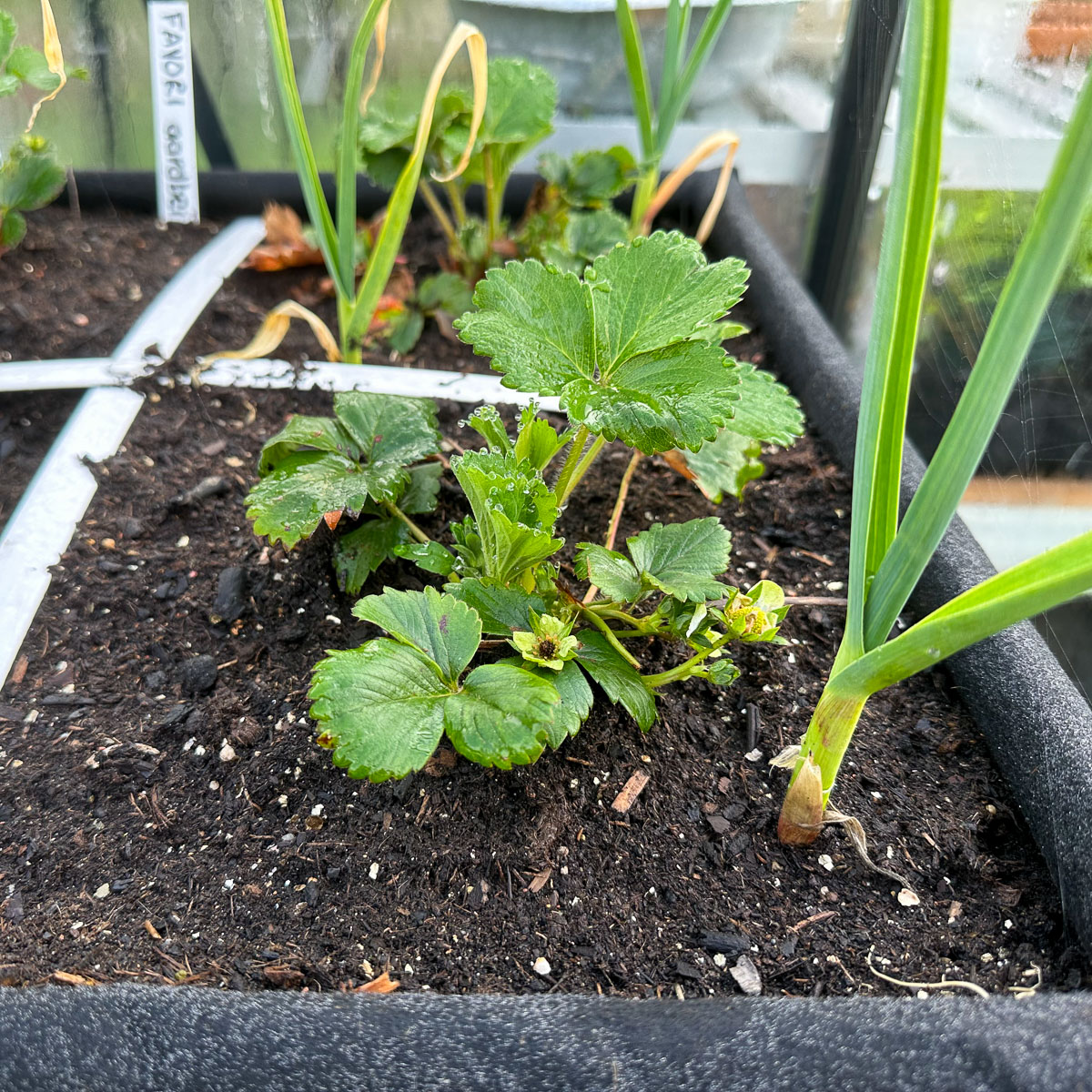 De eerste bloemetjes aan de aardbeien