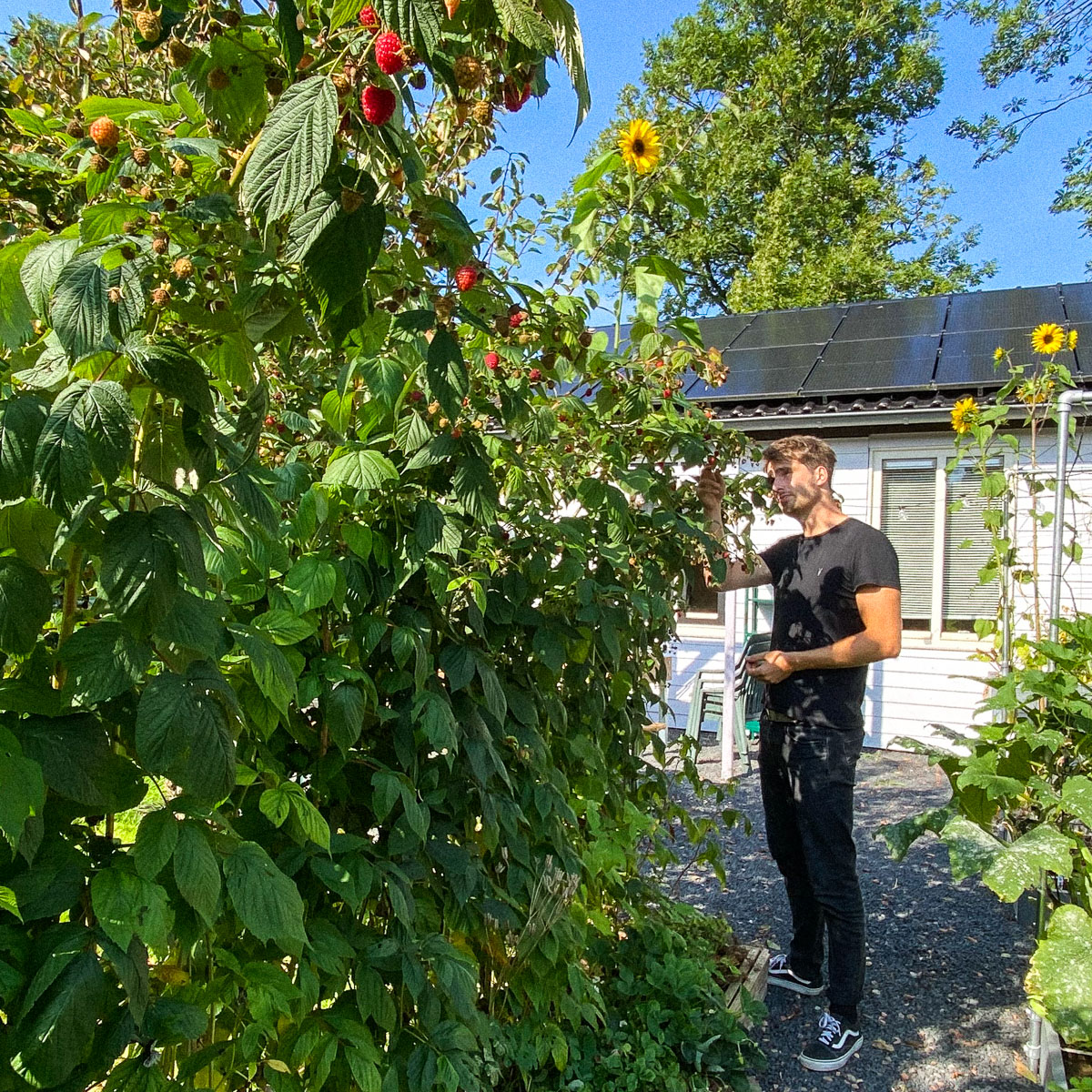 Frambozen oogsten in een Makkelijke Moestuinbak