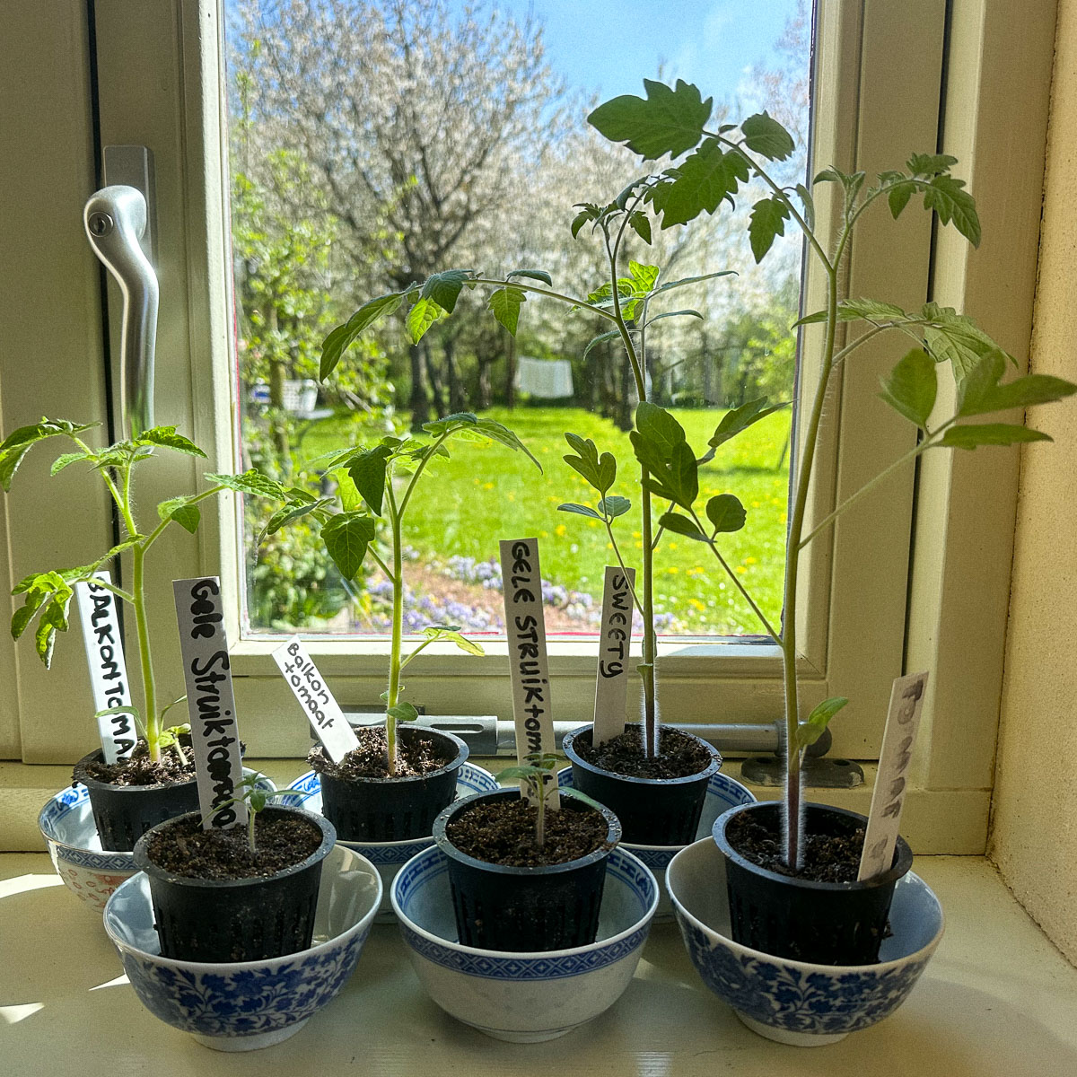 Makkelijke Moestuin tomaten: Sweety, balkontomaat en gele struiktomaat.