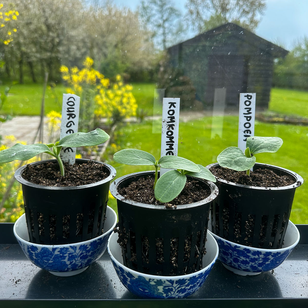 Kleine plantjes klimcourgette en komkommer
