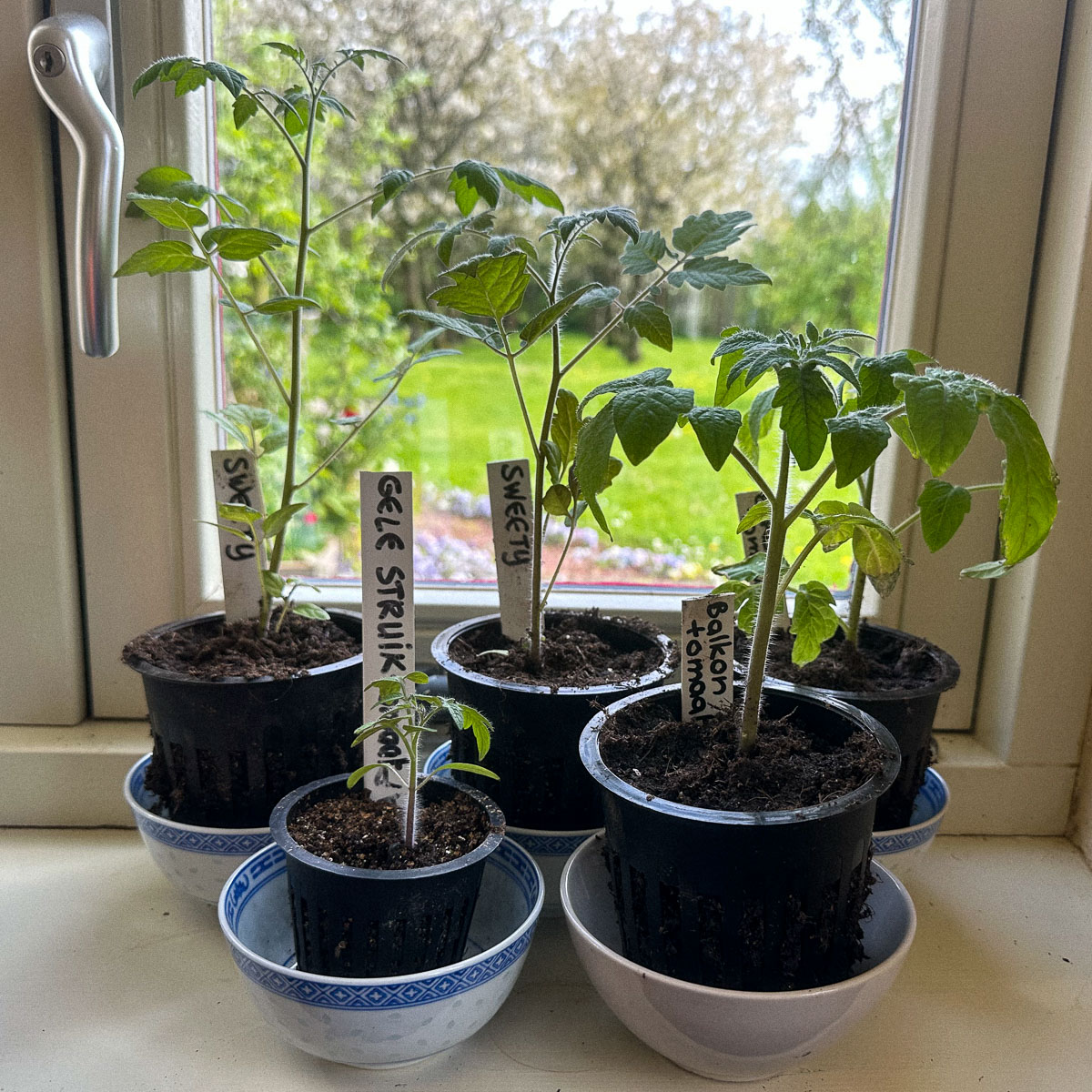 Recently repotted tomato plants on a windowsill