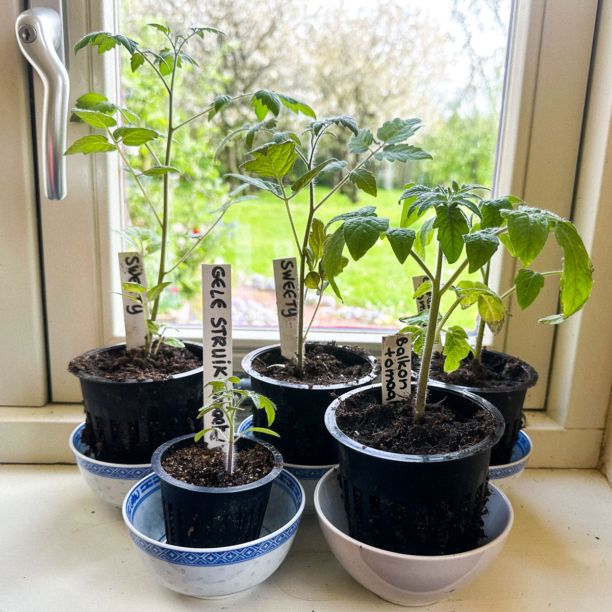 Mijn net verpotte Makkelijke Moestuin tomaten op de vensterbank