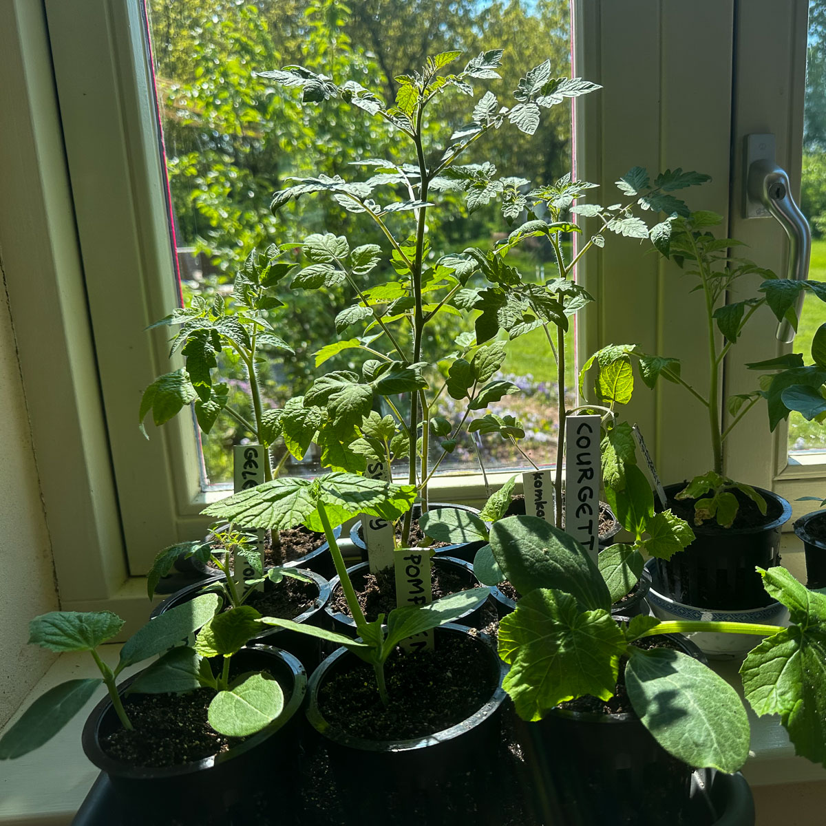 Voorgezaaide plantjes van zomergroentes